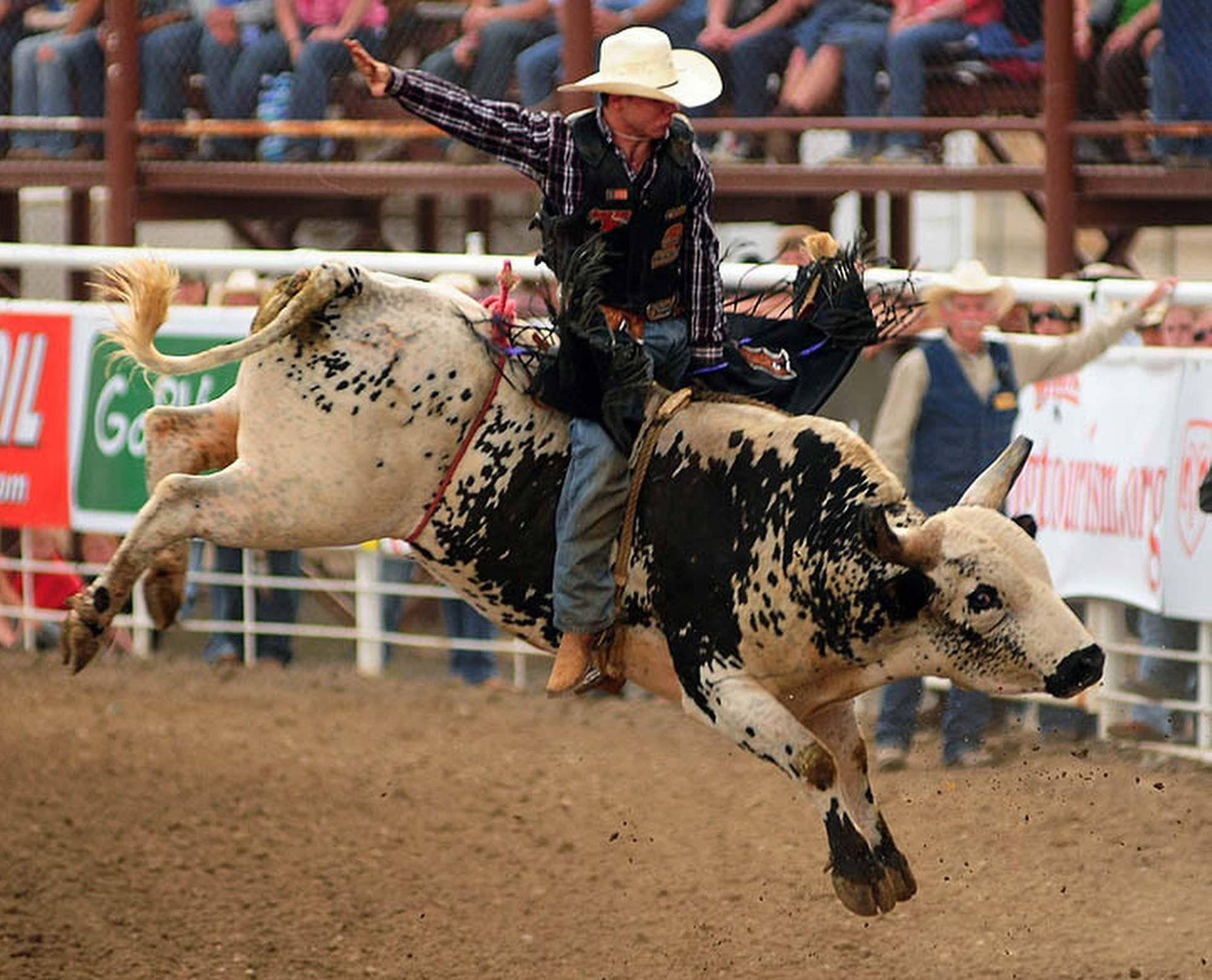 Experience the Thrill of Bull Riding Wallpaper