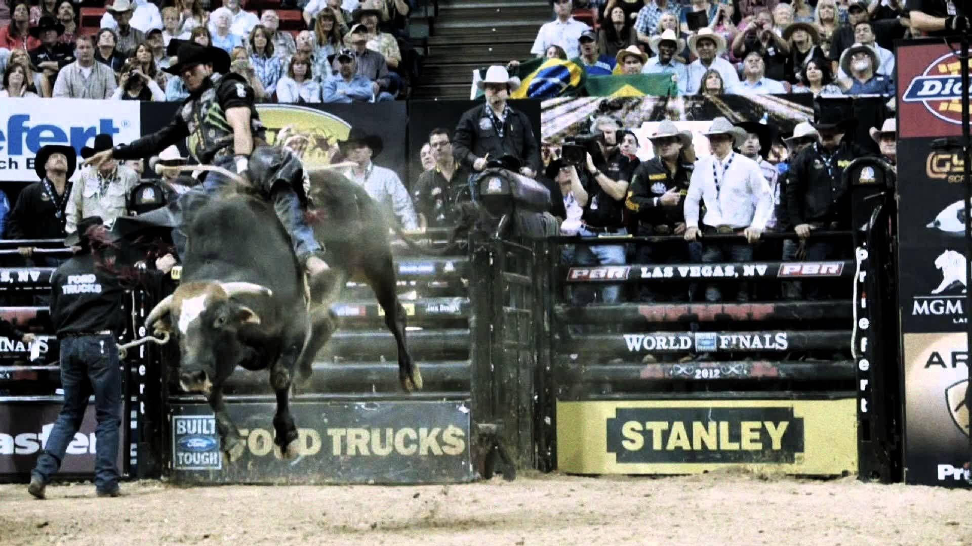 Bull Riding: A thrilling activity that isn't for the faint of heart Wallpaper