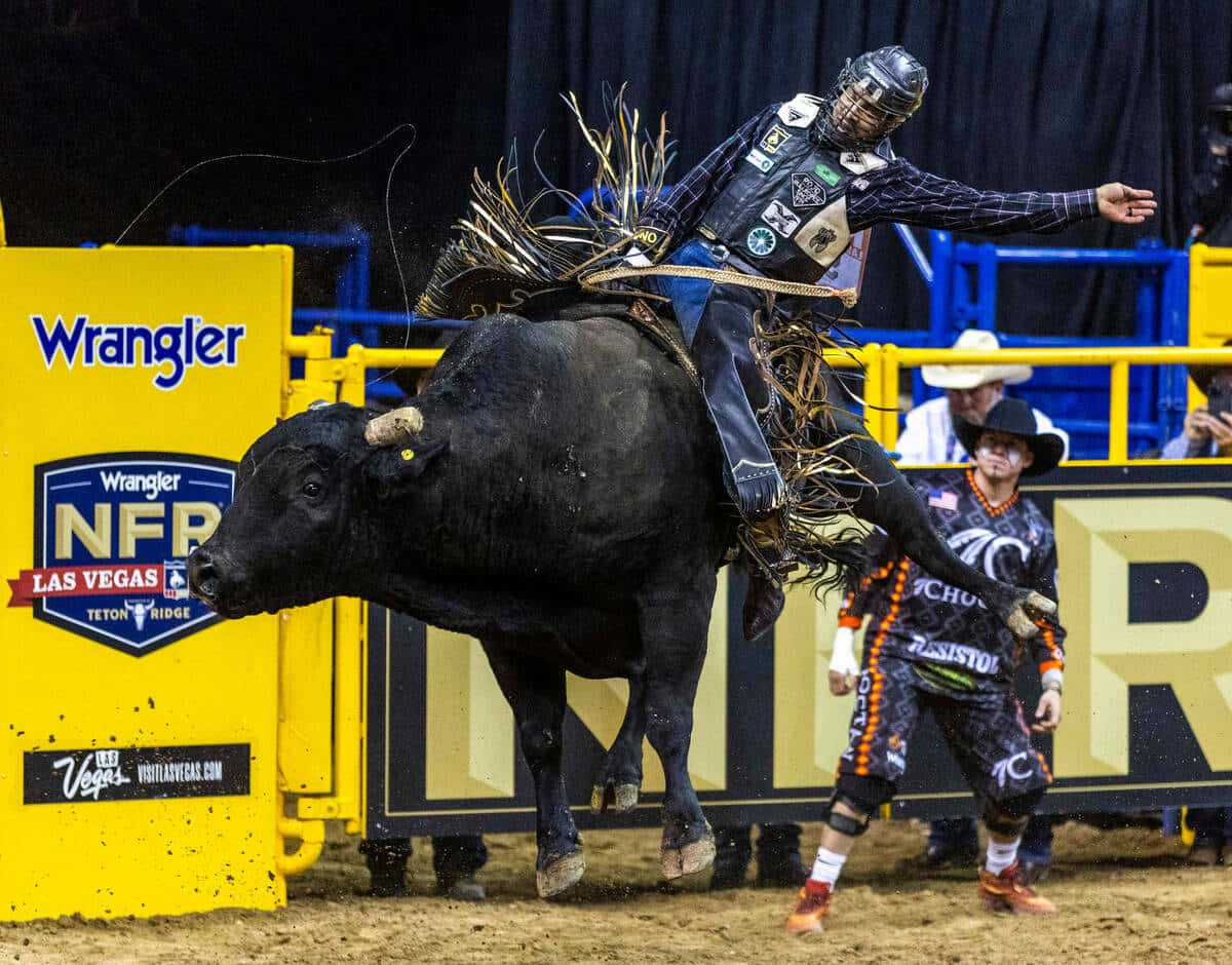 A Bull Rider Is Bucking A Bull In A Rodeo