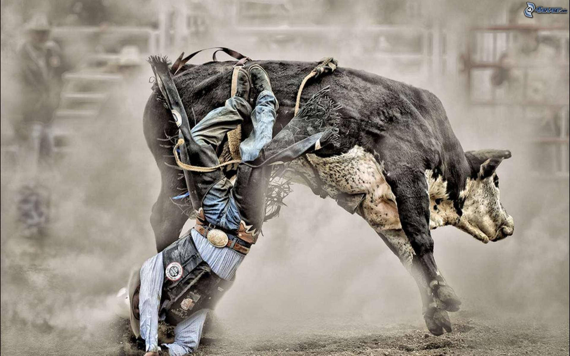 En cowboy falder af en tyr på en rodeo. Wallpaper