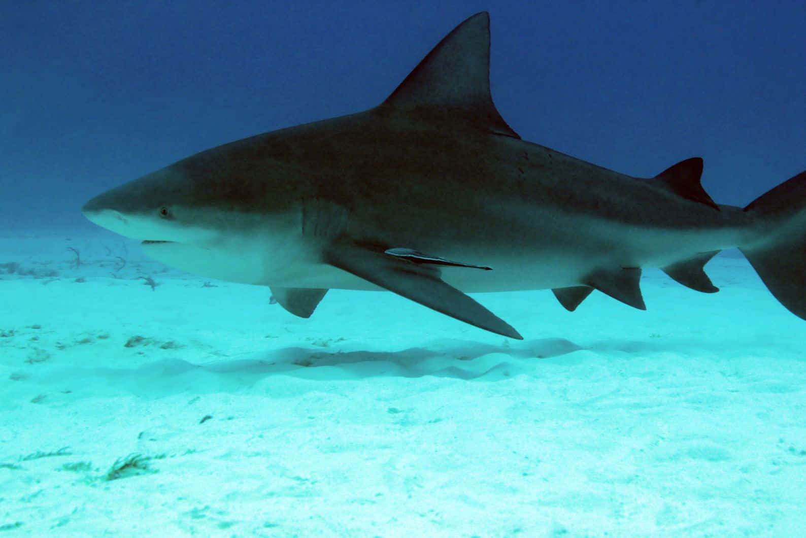 Bull Shark Svømmer Over Sandete Havbunn Bakgrunnsbildet