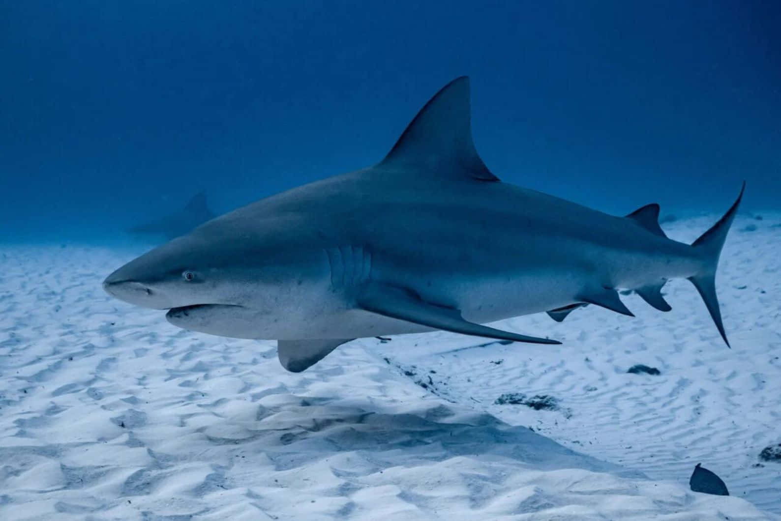 Bull Shark Svømmer Over Sandbunn Bakgrunnsbildet