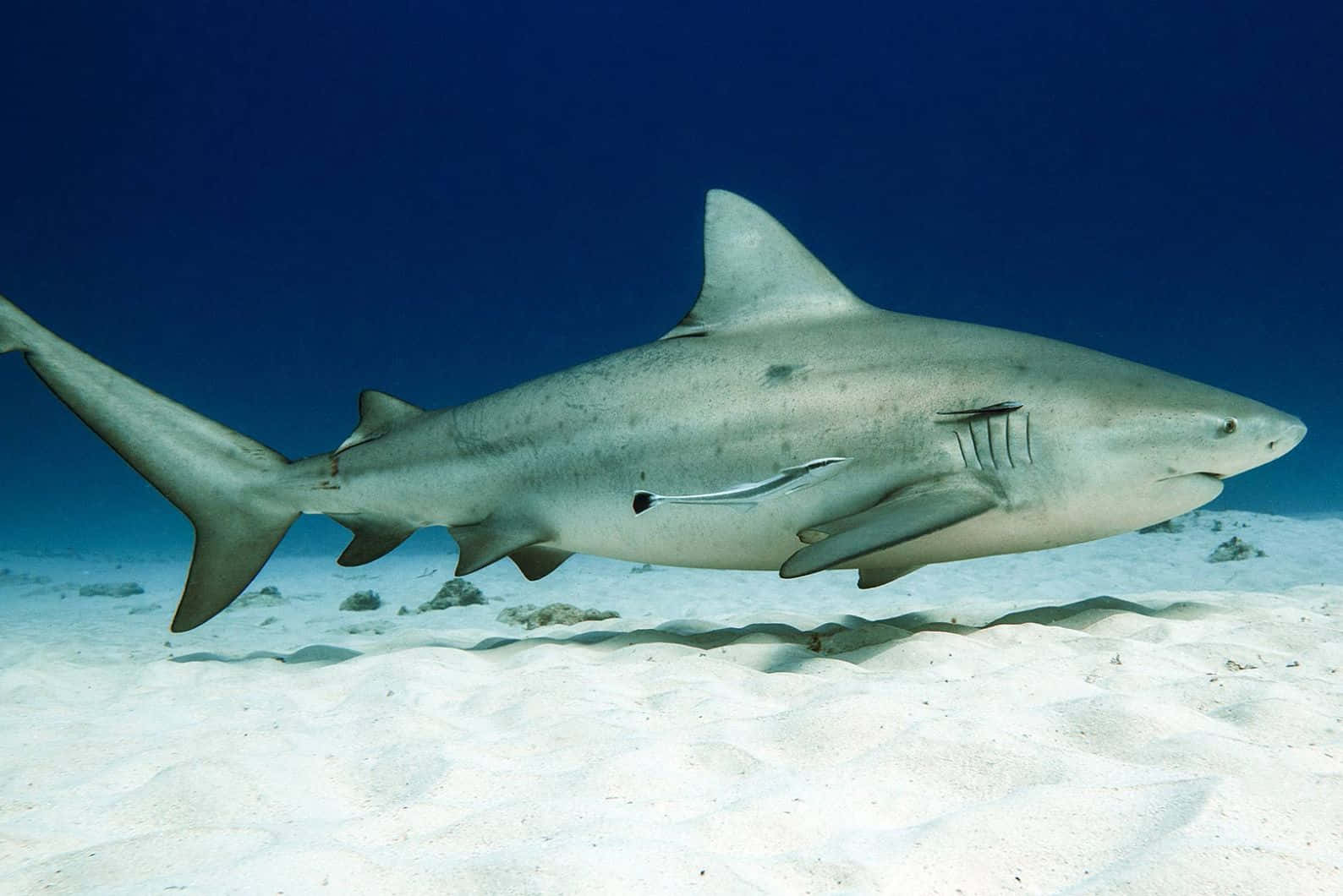 Bull Shark Zwemmen Over Zandige Zeebodem Achtergrond