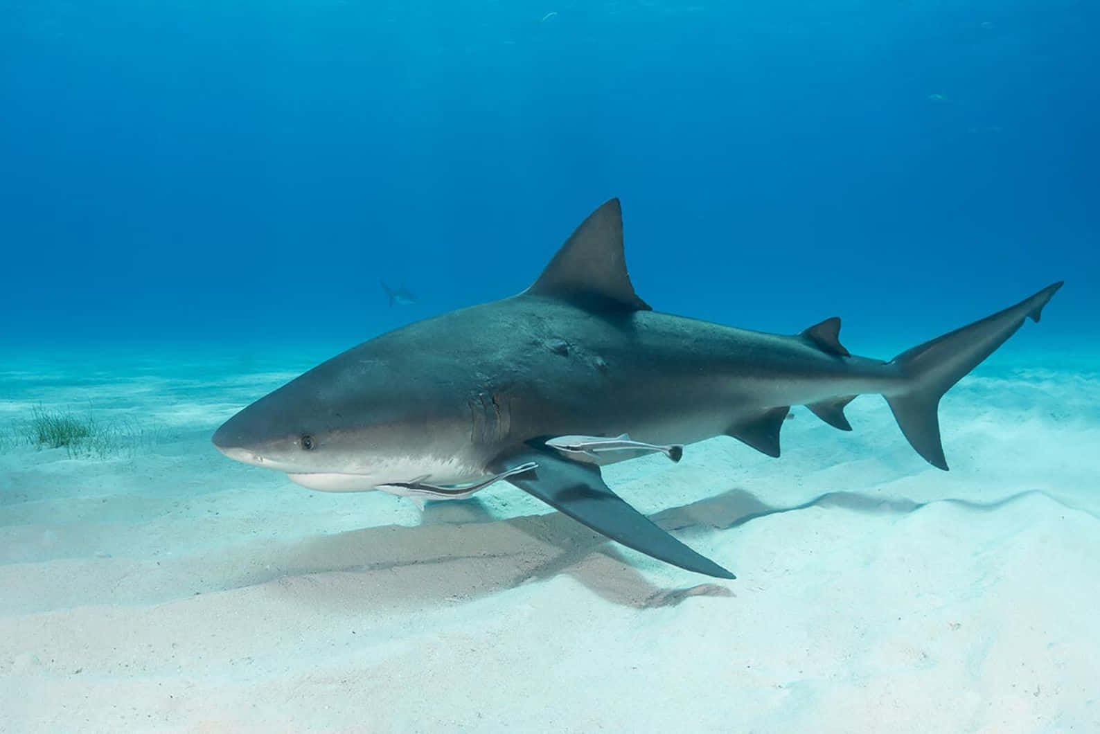 Requin Bouledogue Nage Au-dessus D'un Fond Sableux Fond d'écran