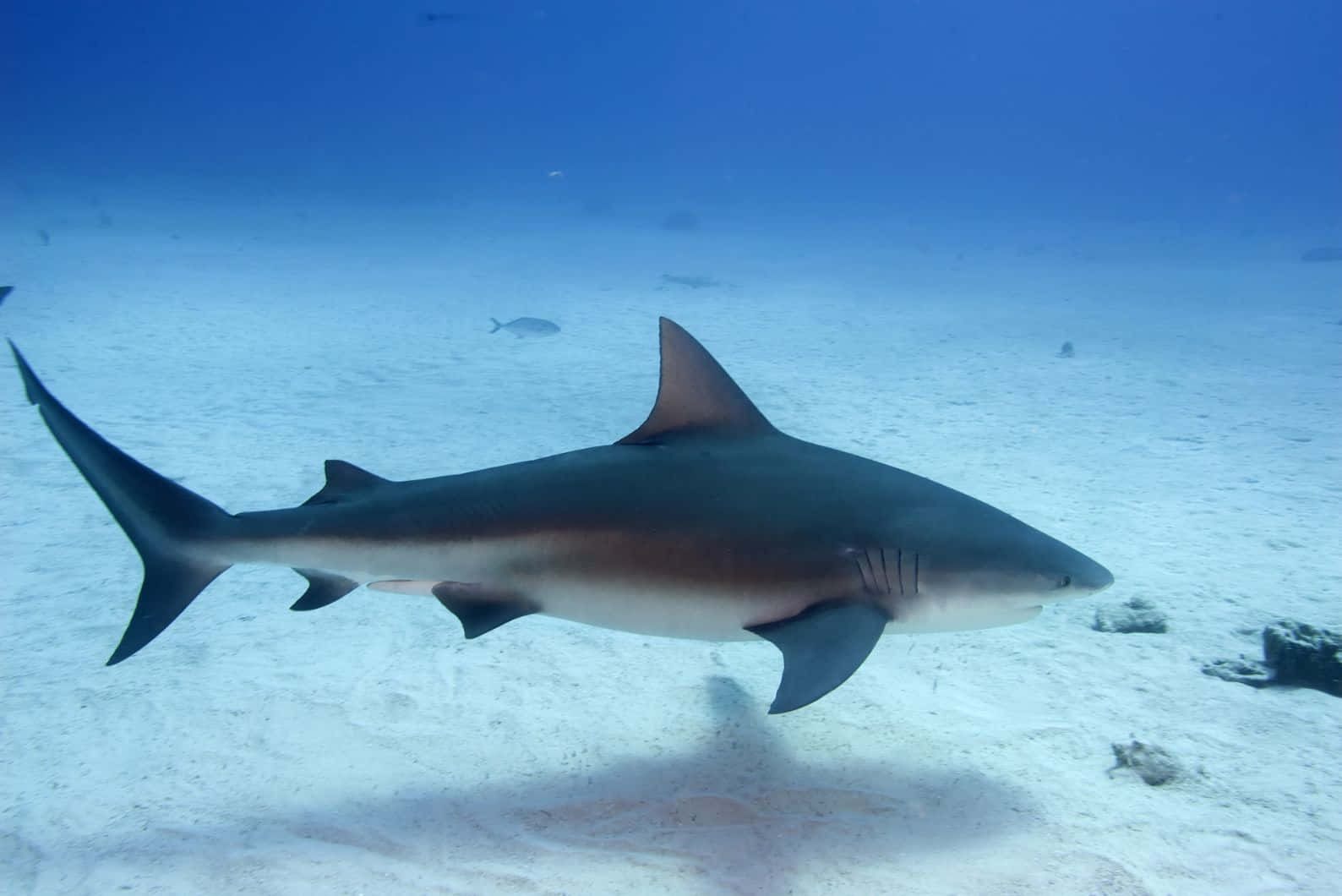 Requin Bouledogue Nage Au-dessus D'un Fond Sableux Fond d'écran