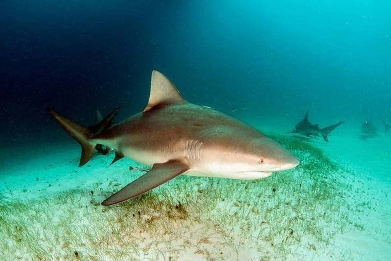 Bull Shark Zwemmen Over Zeebodem Achtergrond