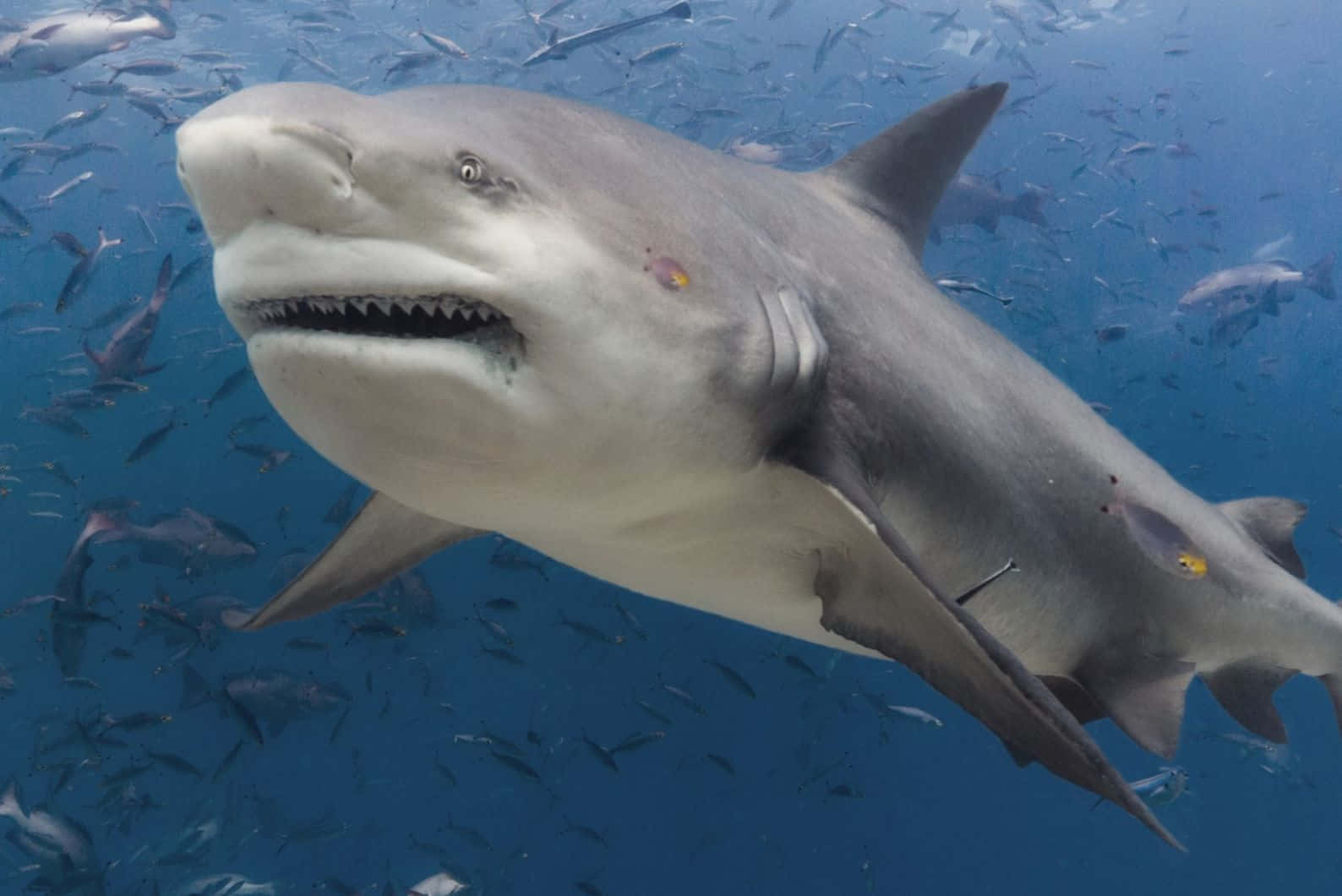 Bull Shark Onderwater Zwemmen Achtergrond