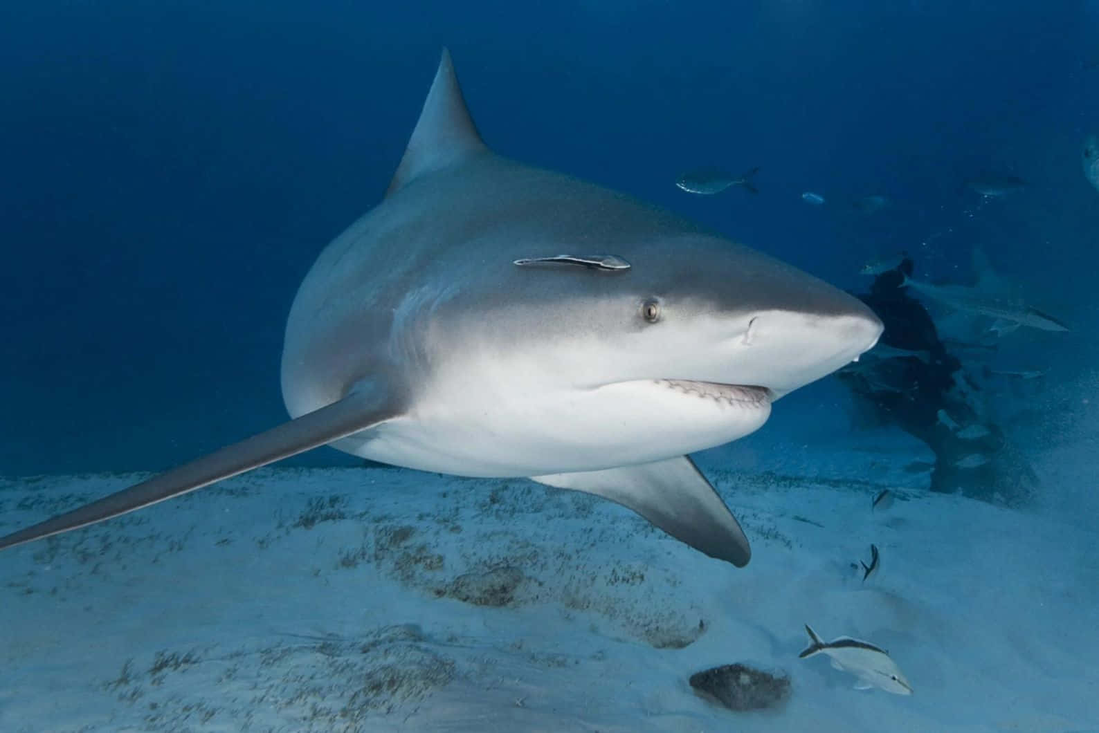 Bull Shark Onderwater Zwemmen Achtergrond