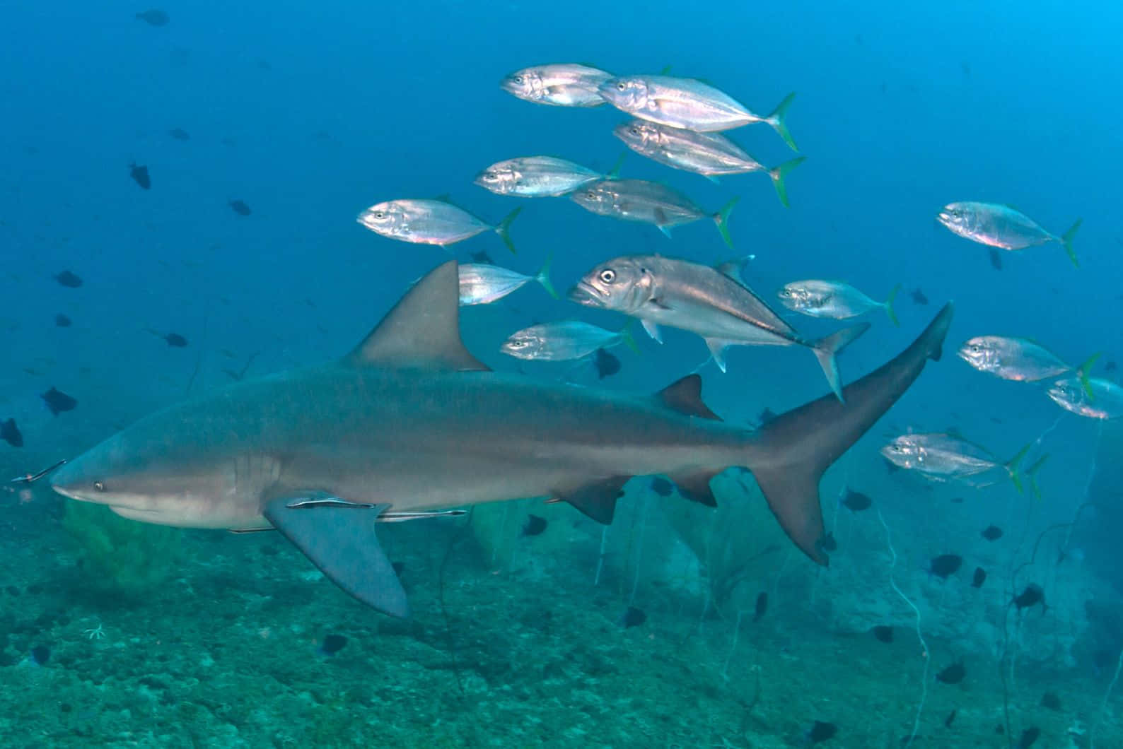 Requin Bouledogue Nage Avec Des Poissons Fond d'écran