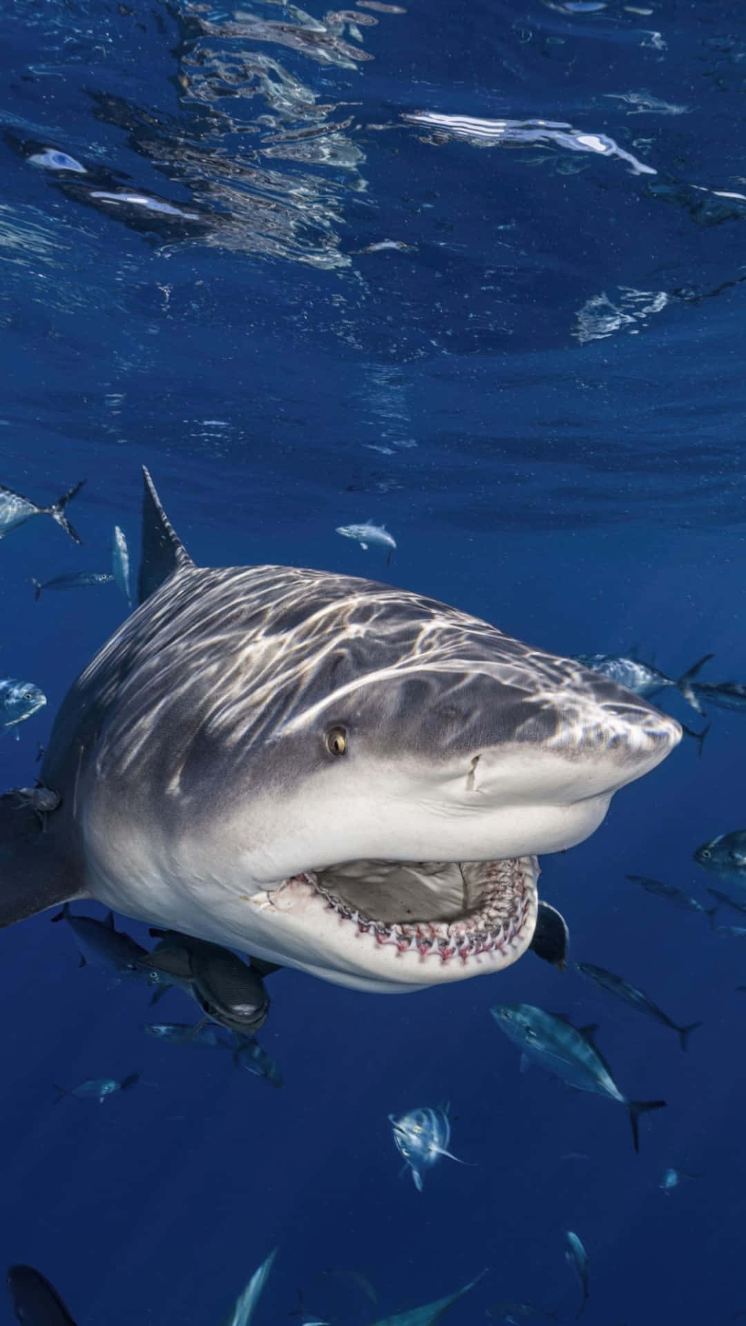 Requin Bouledogue Nageant Avec Des Poissons Fond d'écran