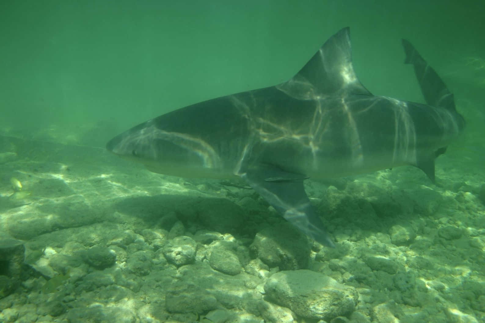 Requin Taureau Sous L'eau Fond d'écran