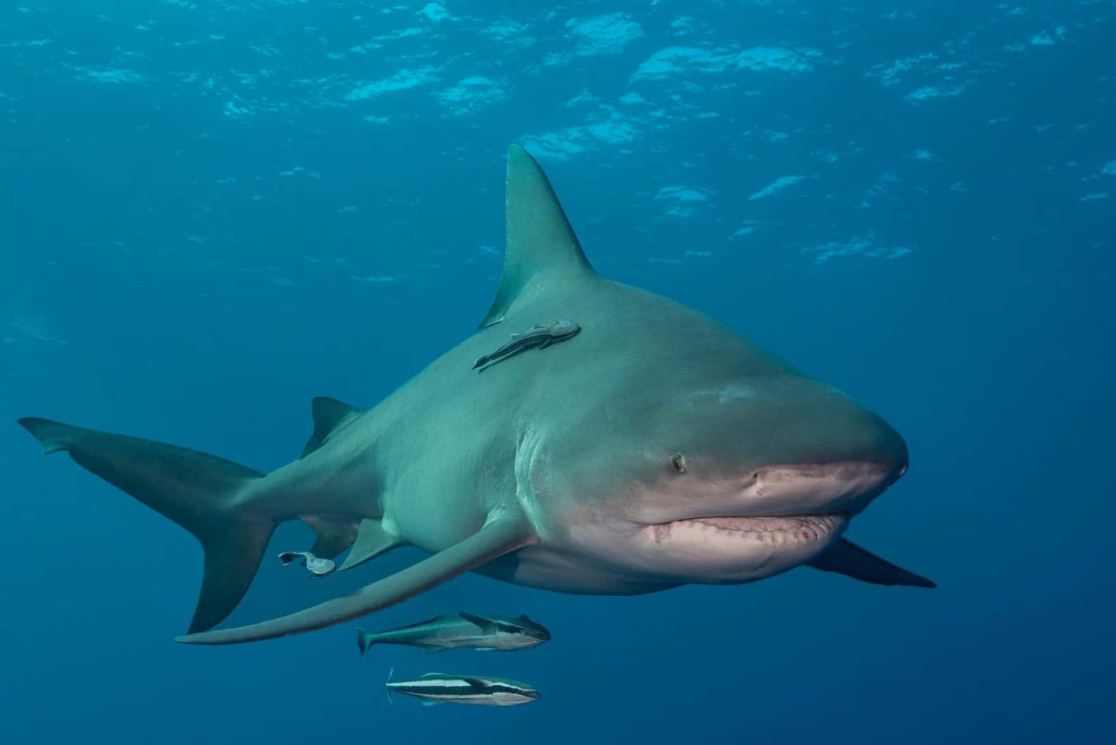 Download Bull Shark Underwater Encounter Wallpaper | Wallpapers.com