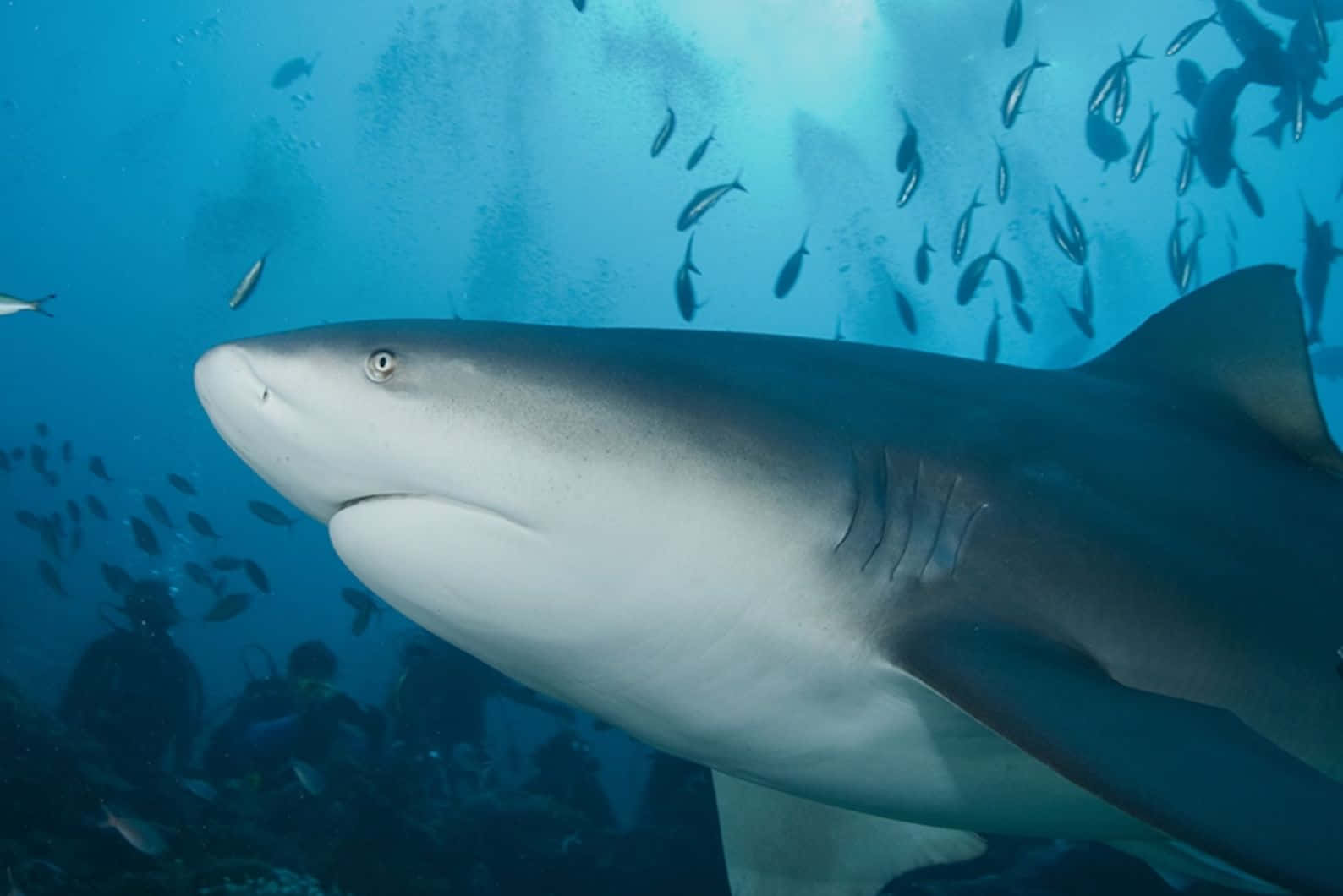 Bull Shark Onderwater Ontmoeting Achtergrond