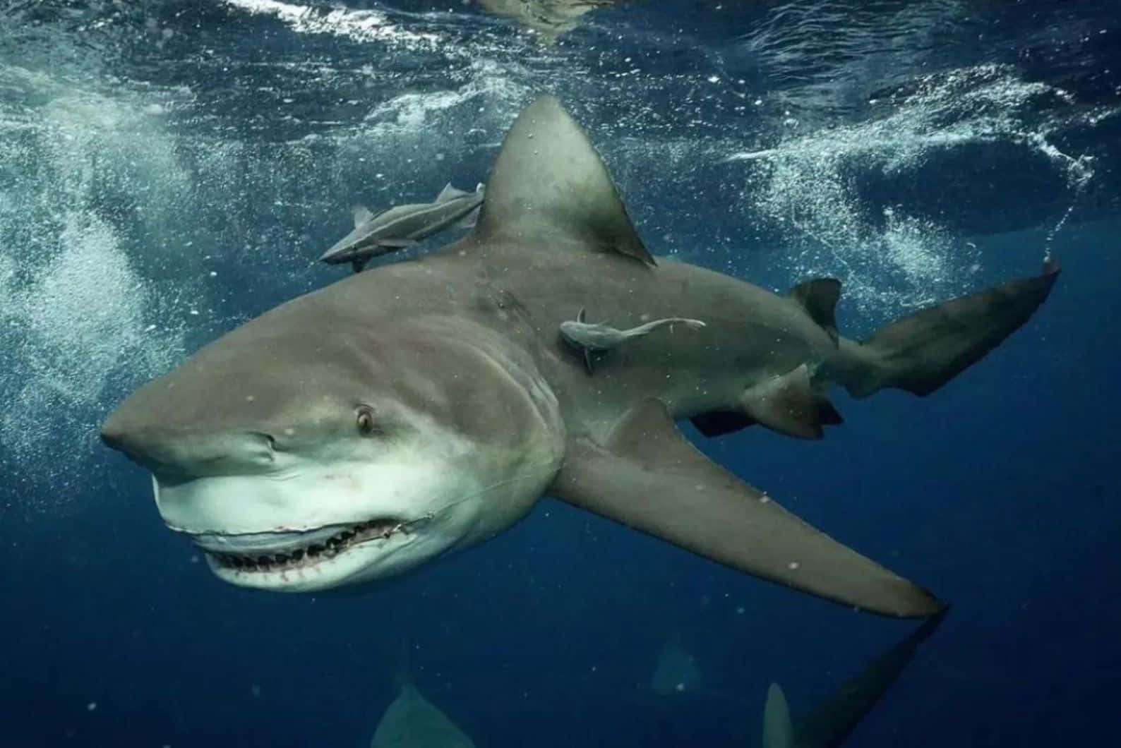 Photographie Sous-marine De Requin Bouledogue Fond d'écran