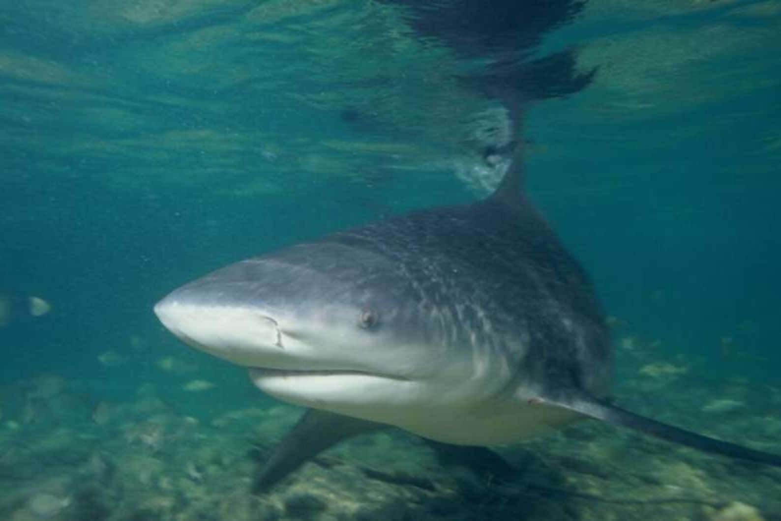 Photographie Sous-marine De Requin Bouledogue Fond d'écran