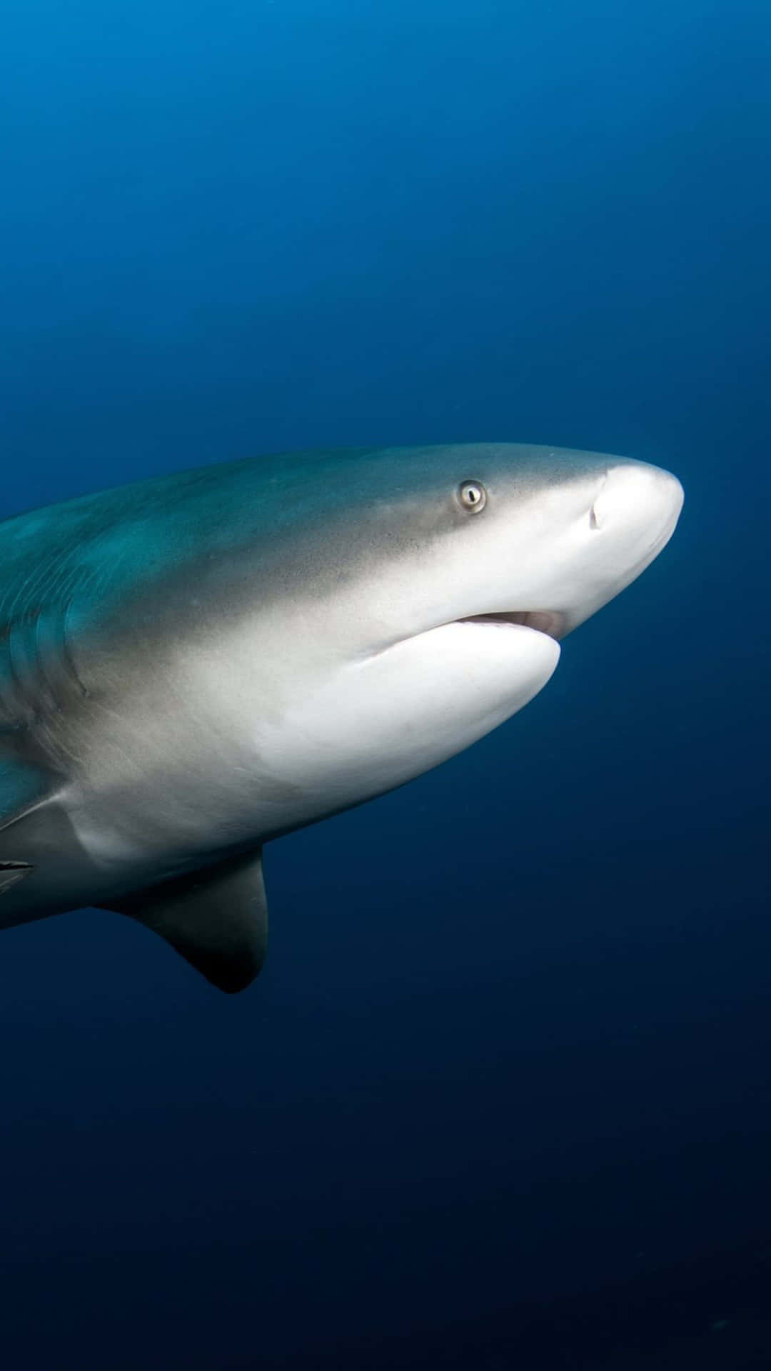 Portrait Sous-marin De Requin Bouledogue Fond d'écran