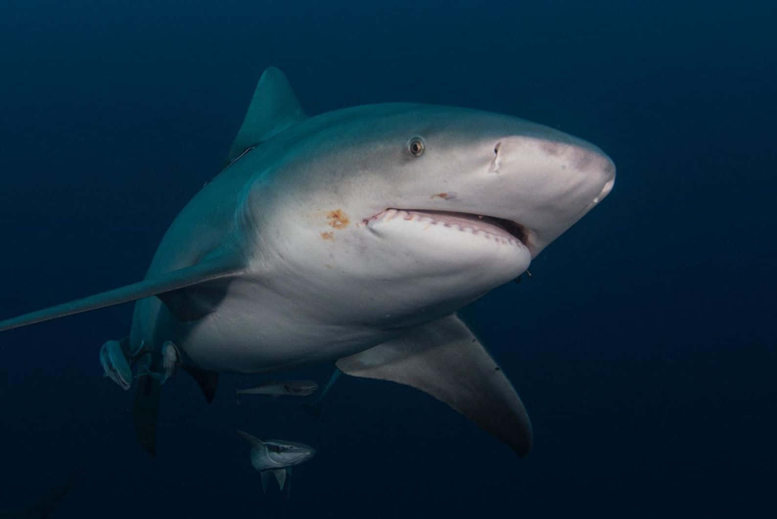 Bull Shark Onderwater Portret Achtergrond