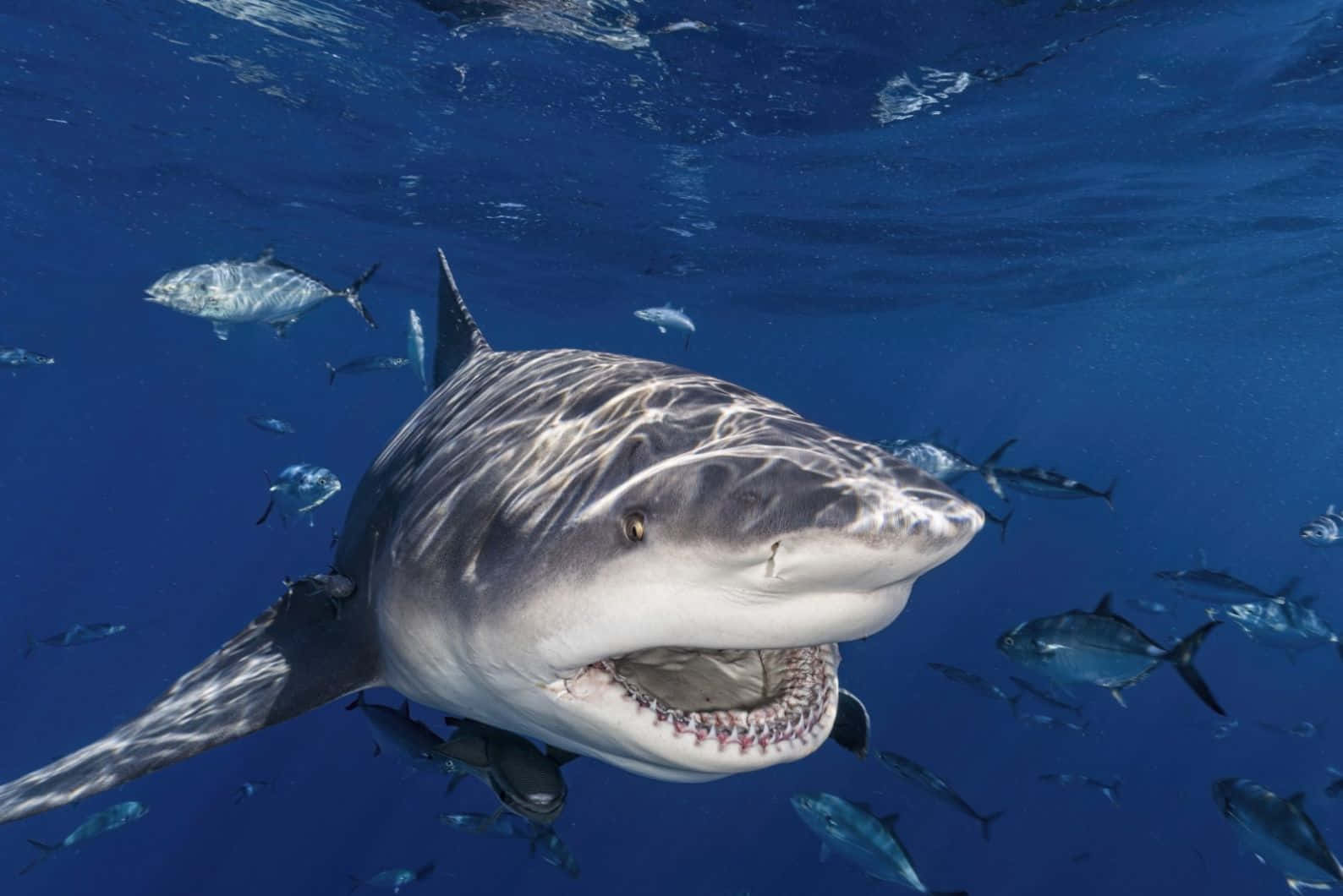 Prédateur Sous-marin Requin Bouledogue Fond d'écran