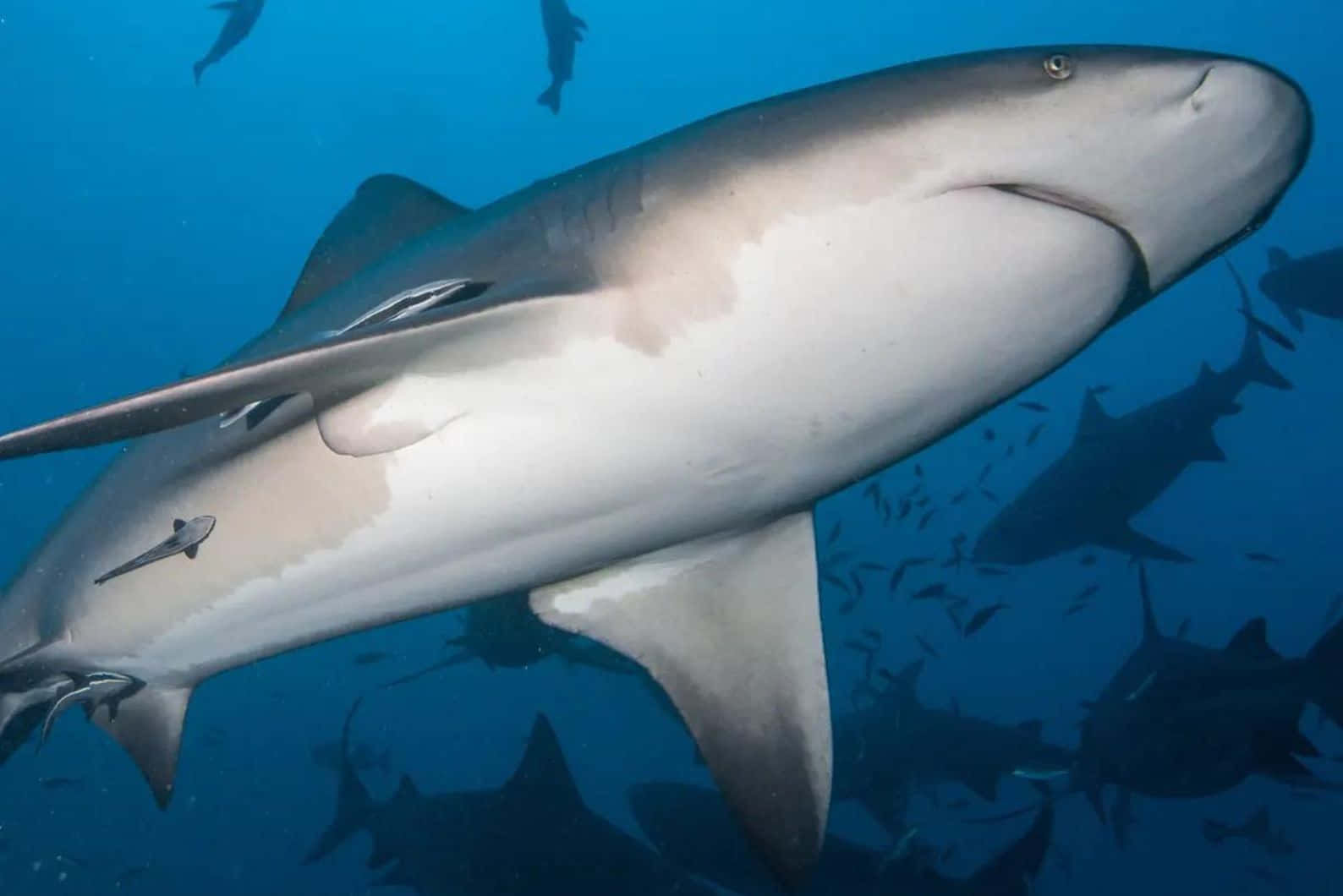 Bull Shark Underwater Swimming Bakgrunnsbildet