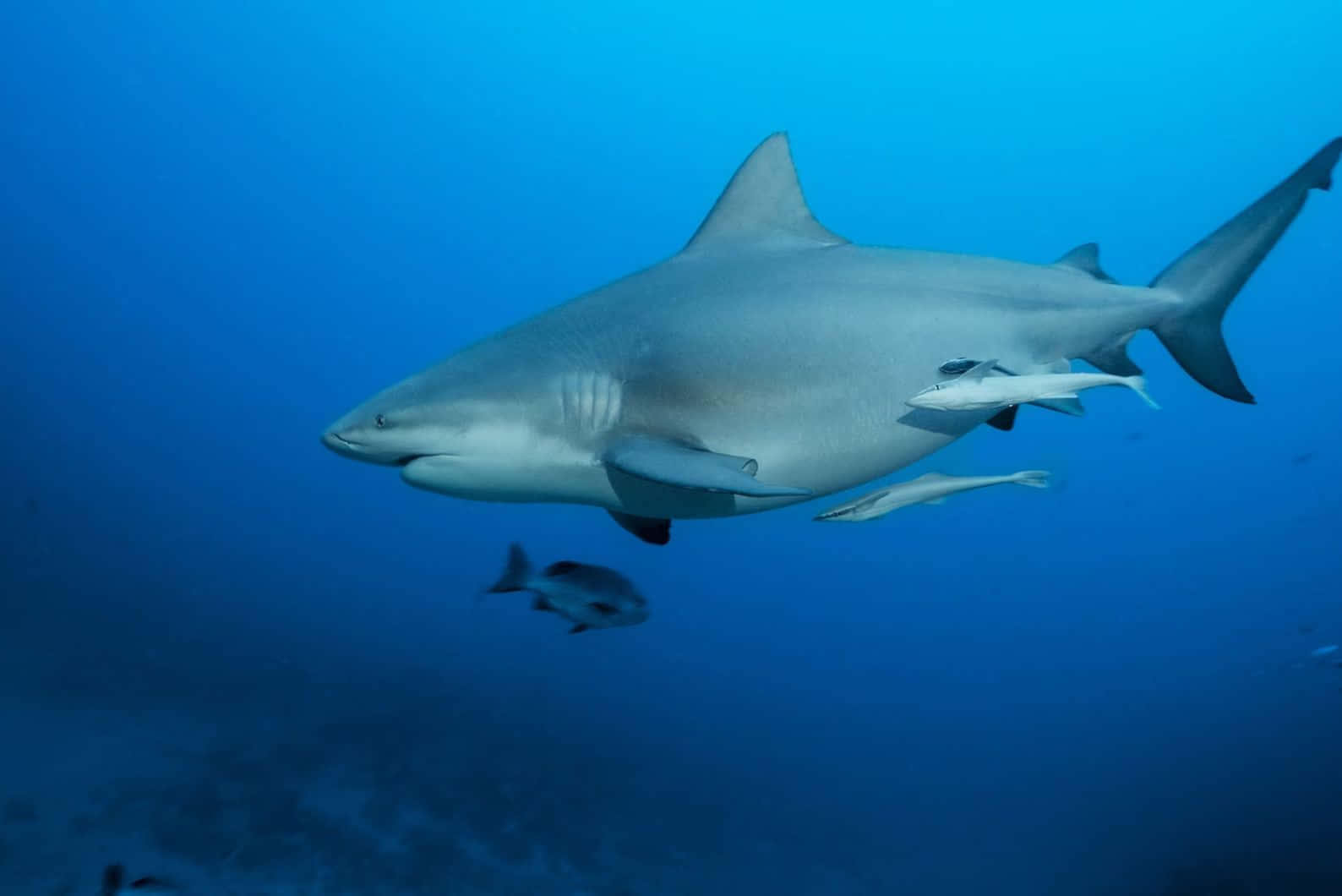 Bull Shark Onderwater Zwemmen Achtergrond