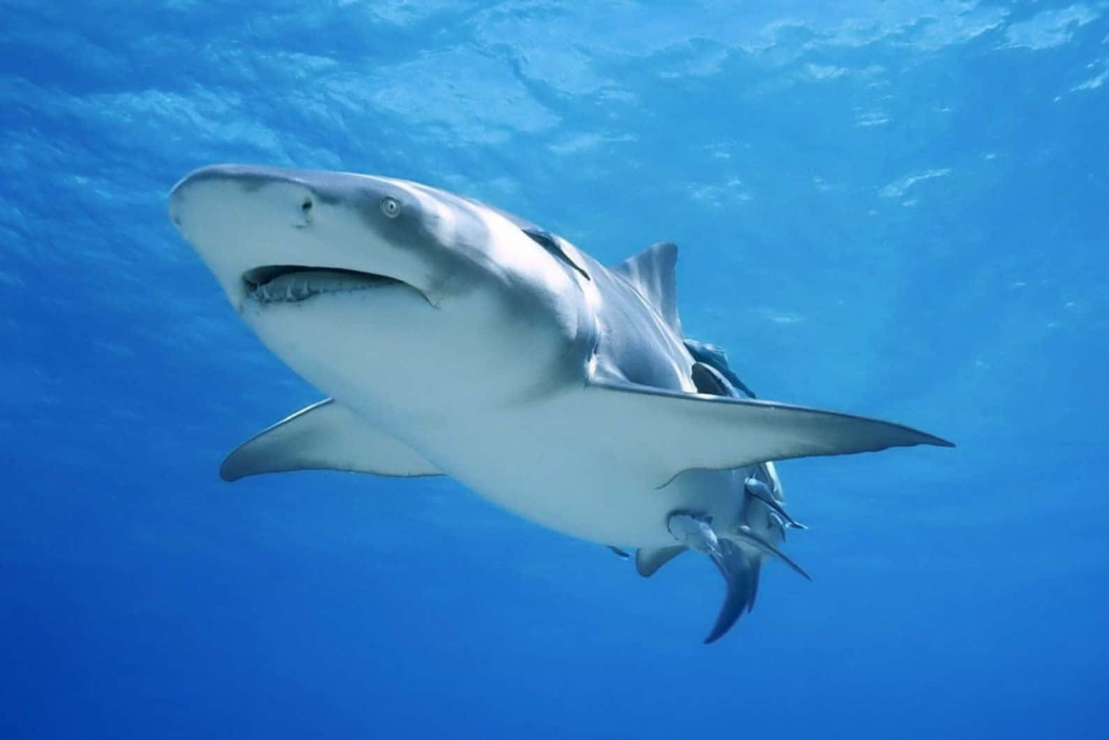 Requin Bouledogue Nageant Sous L'eau Fond d'écran