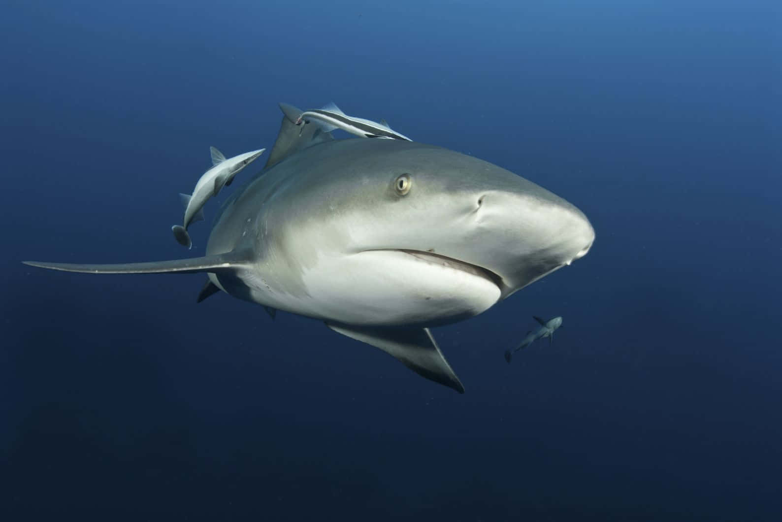 Requin Bouledogue Nage Sous L'eau Fond d'écran