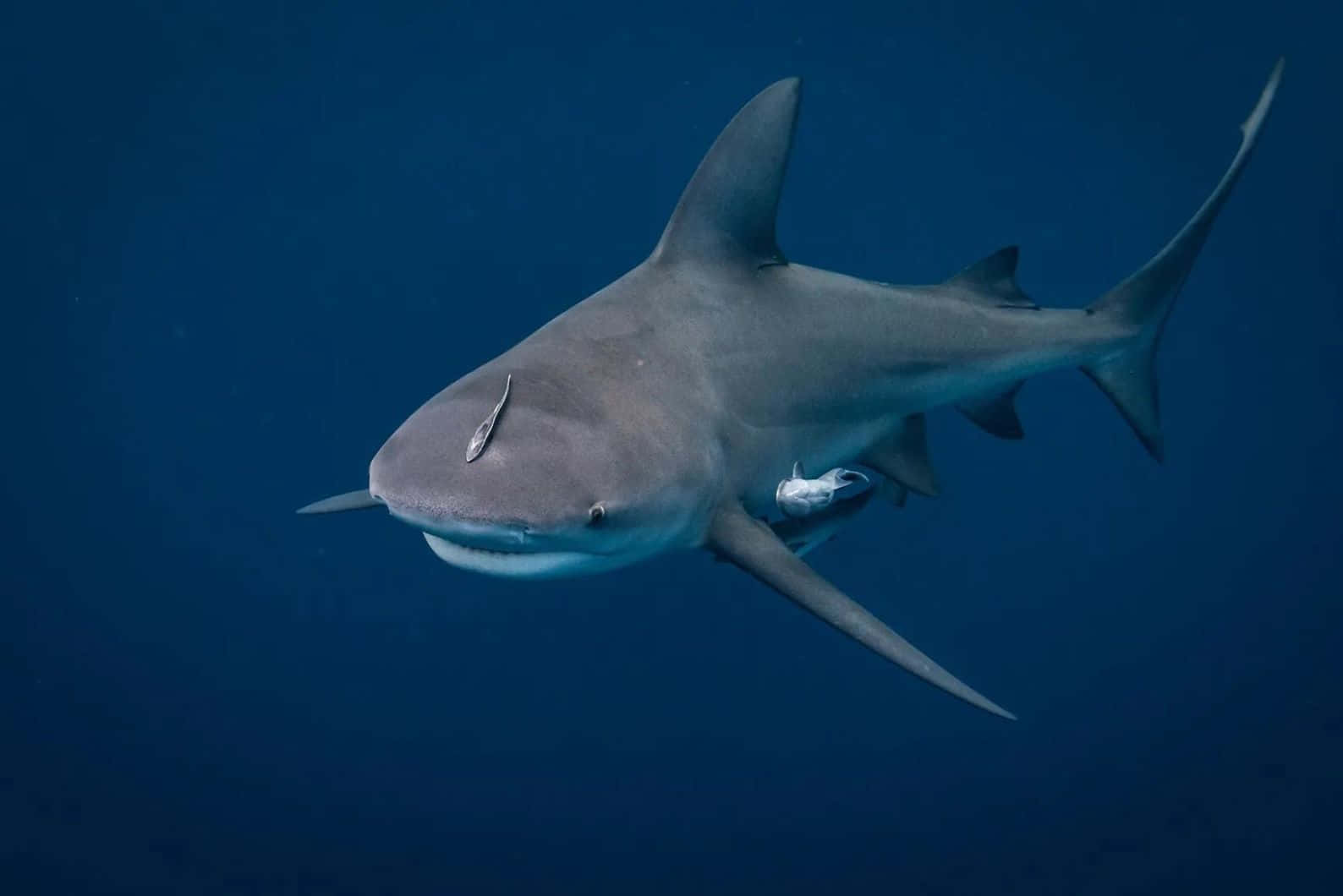 Bull Shark Onderwater Zwemmen Achtergrond