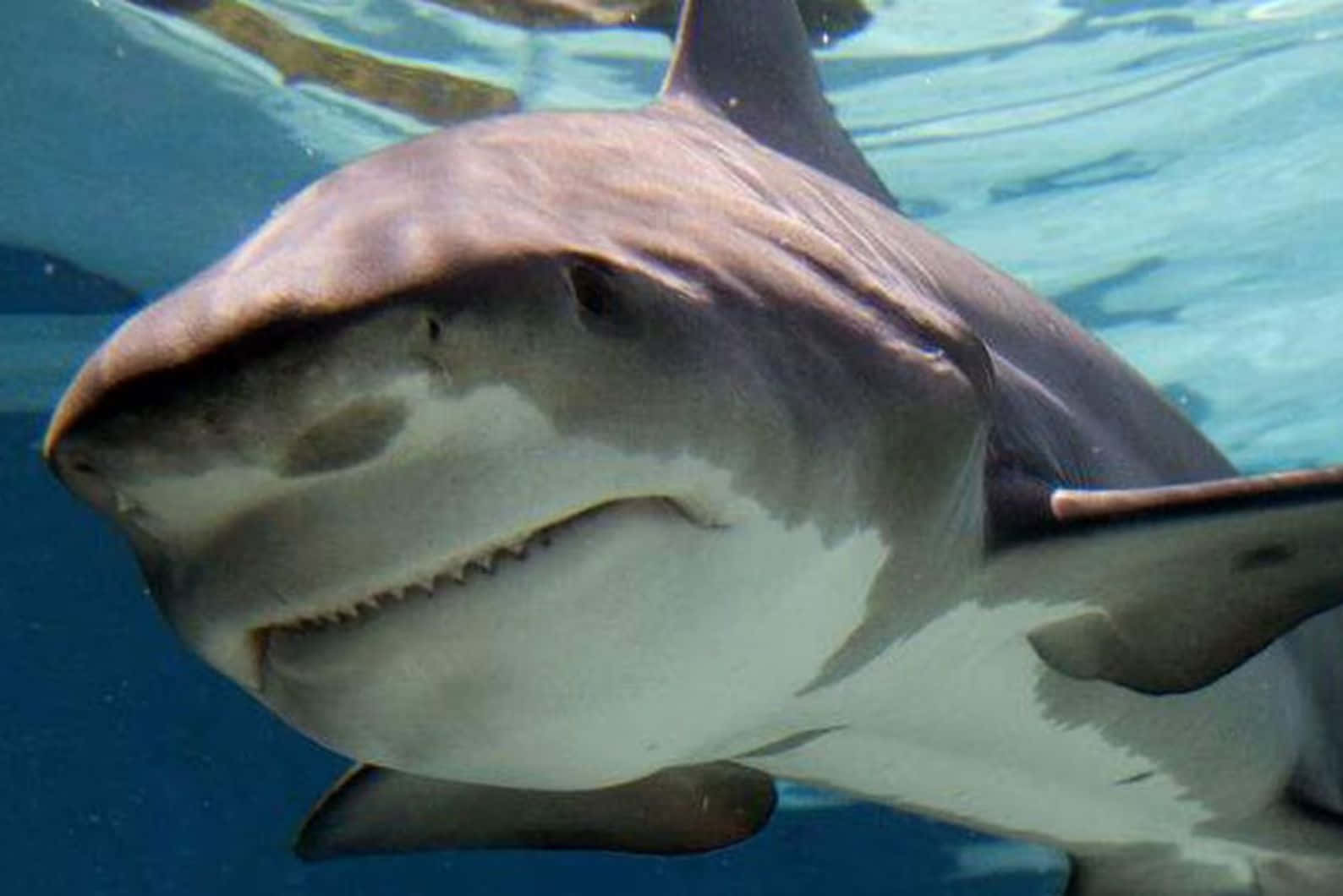 Bull Shark Nærbilde Bakgrunnsbildet