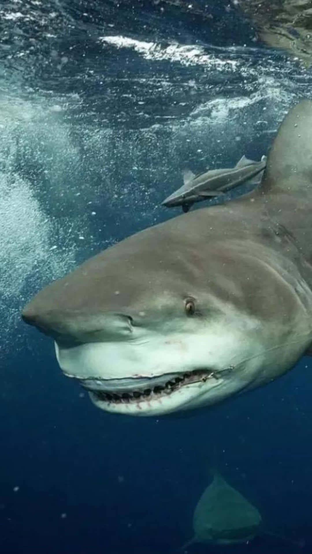 Bull Shark Nærbilde Bakgrunnsbildet