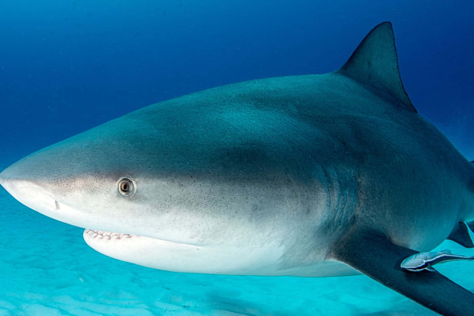 Bull Shark Nærbilde Bakgrunnsbildet