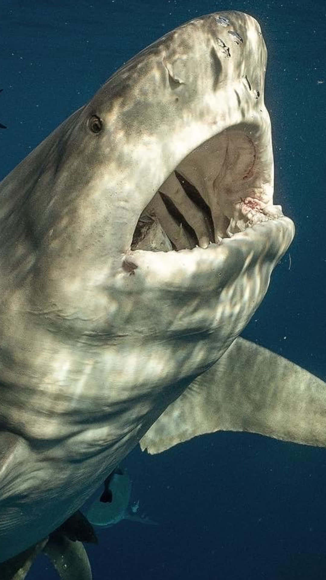 Requin Bouledogue Avec Bouche Ouverte Fond d'écran