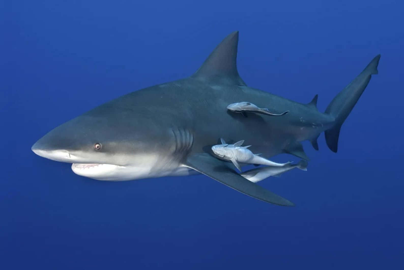 Bull Shark Met Remora's Achtergrond