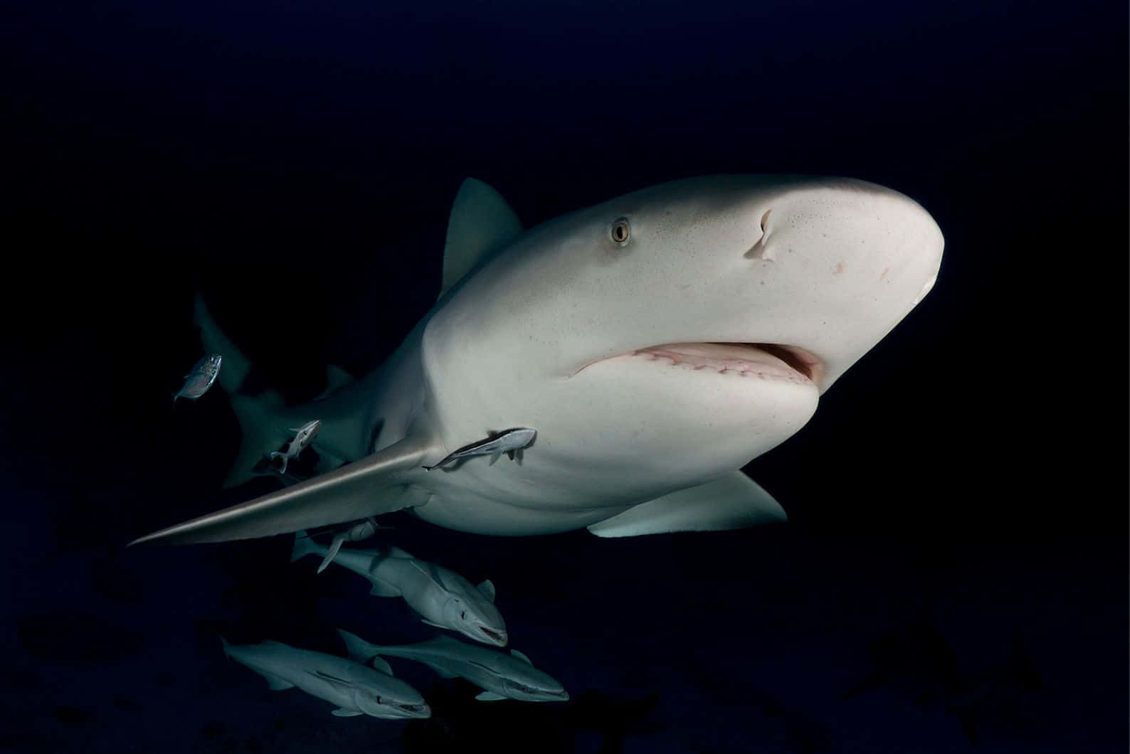 Bull Shark Met Remora's Achtergrond