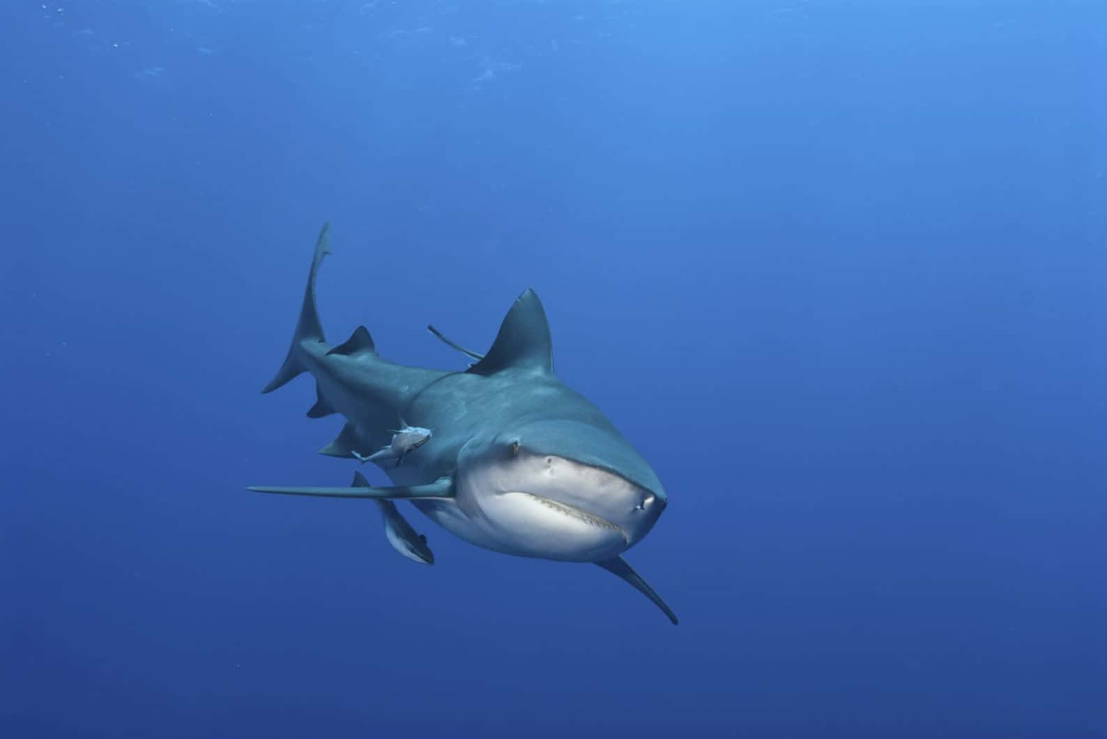 Bull Shark In Blauwe Wateren Achtergrond