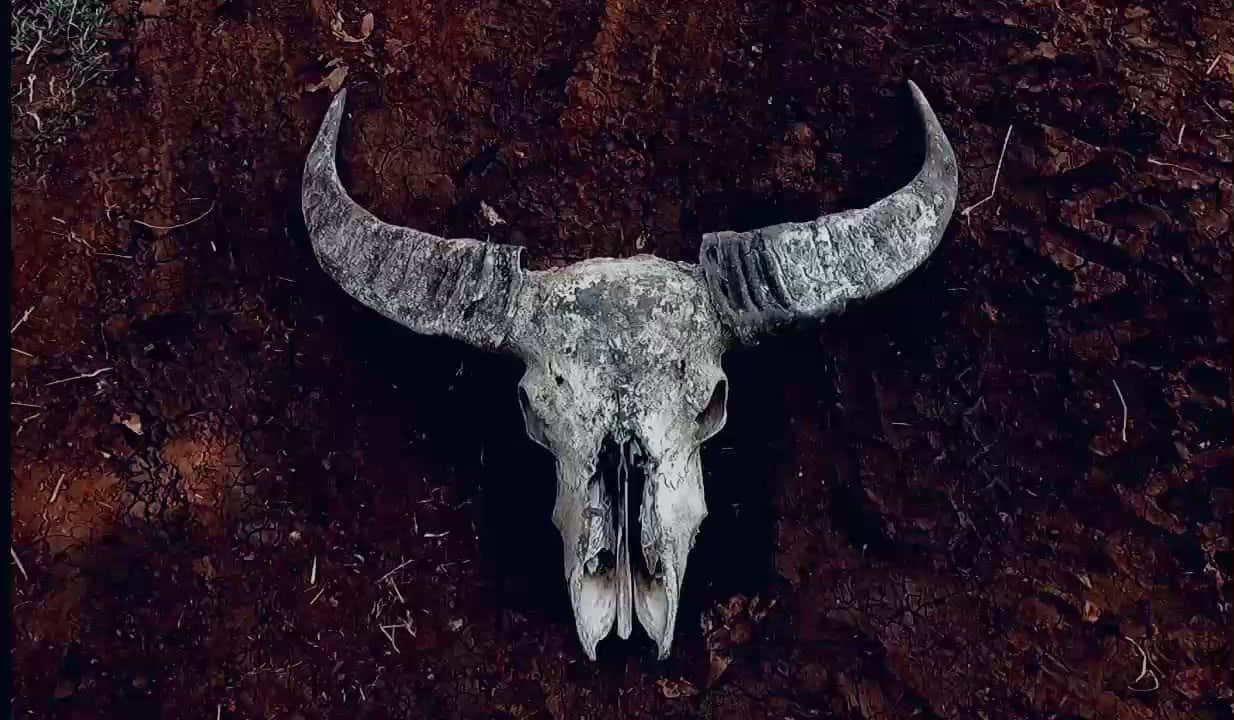 Bull Skull On The Ground Wallpaper