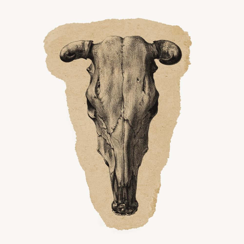 Bull Skull Sticker Design Wallpaper