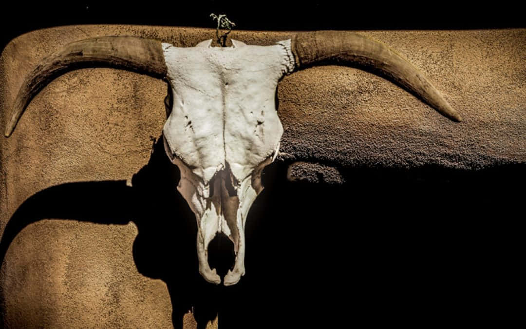 A Bull Skull Glints In The Afternoon Sun Wallpaper