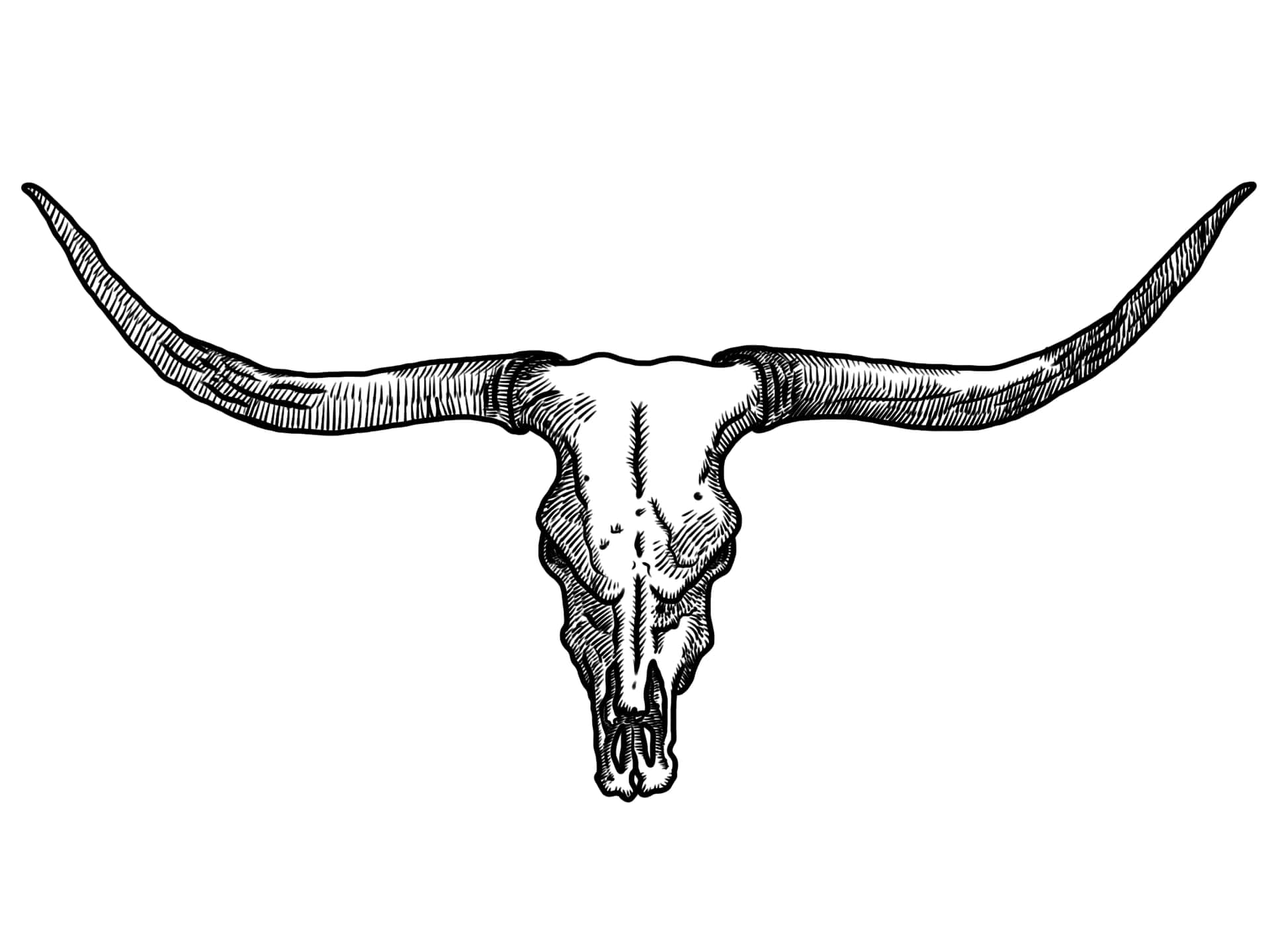 A Bull Skull Captured At The Beauty Of Nature Wallpaper