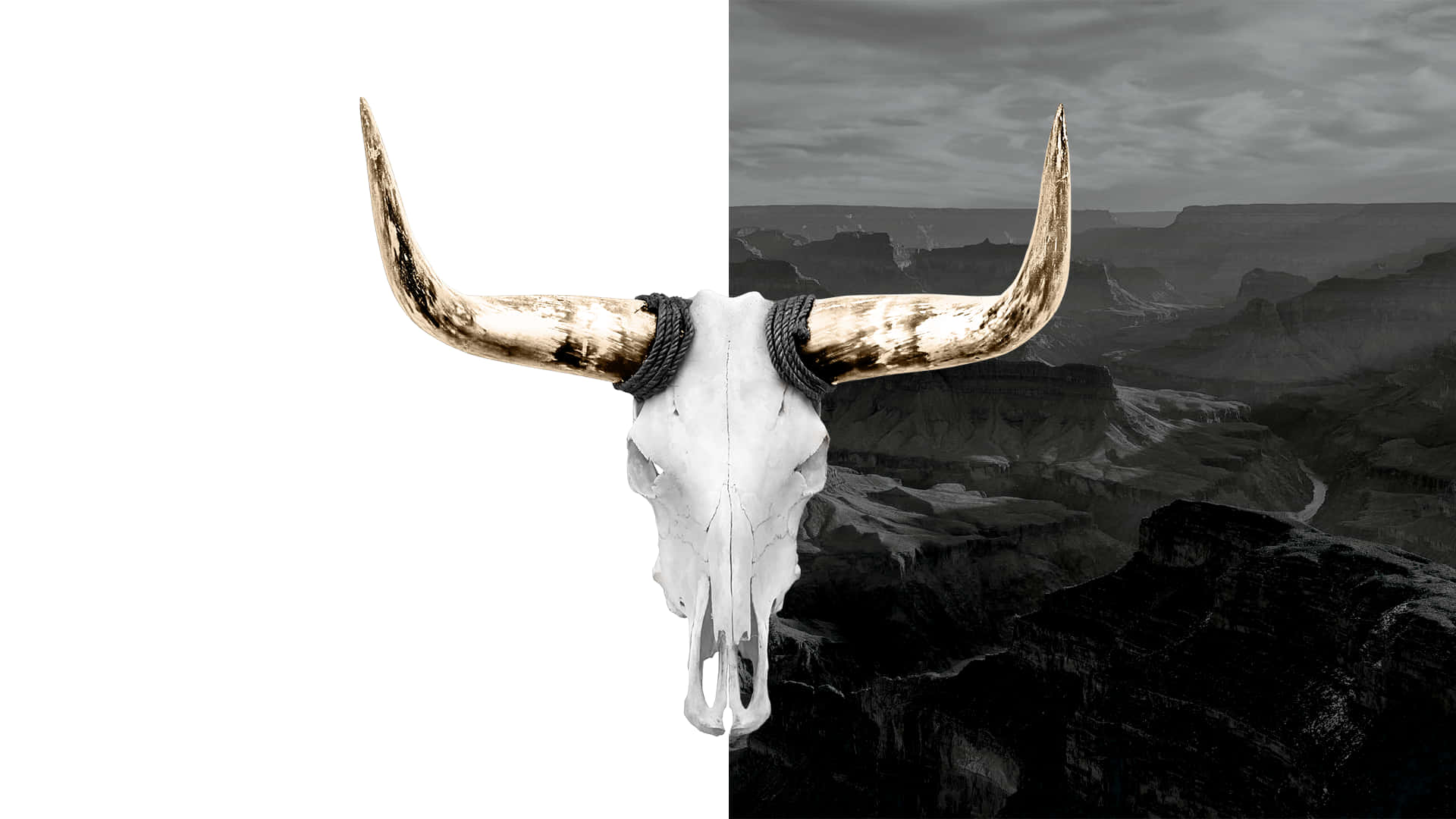 Bull Skull Wallpaper  Download to your mobile from PHONEKY