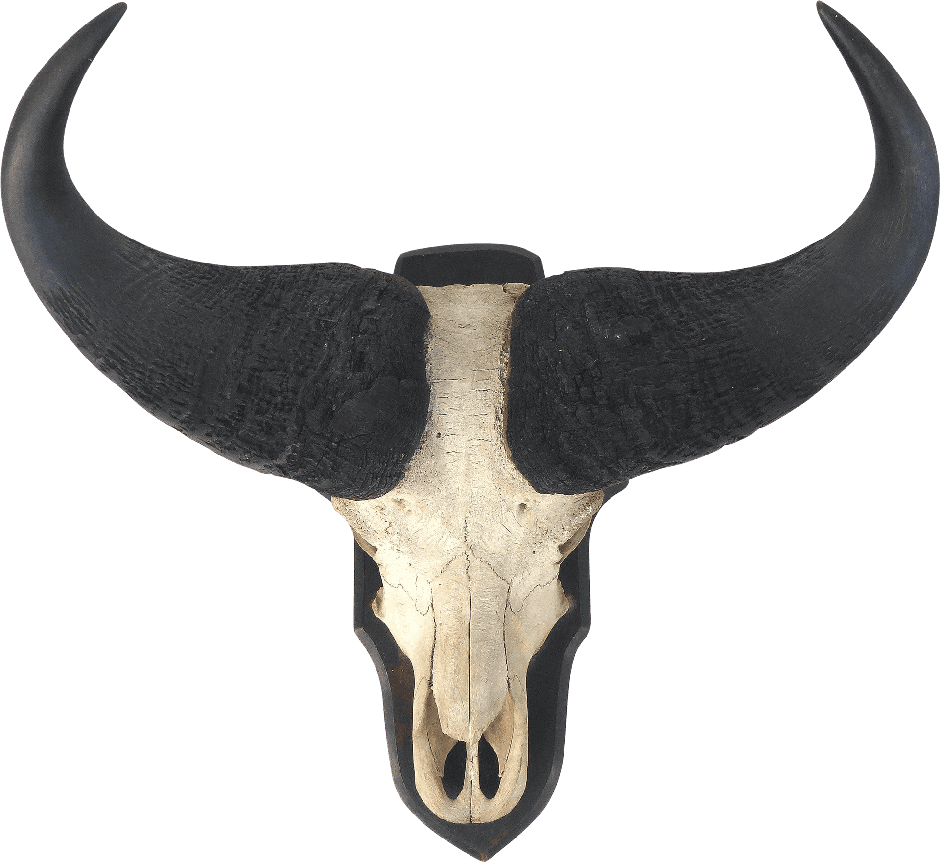 Bull Skullwith Horns Vector PNG