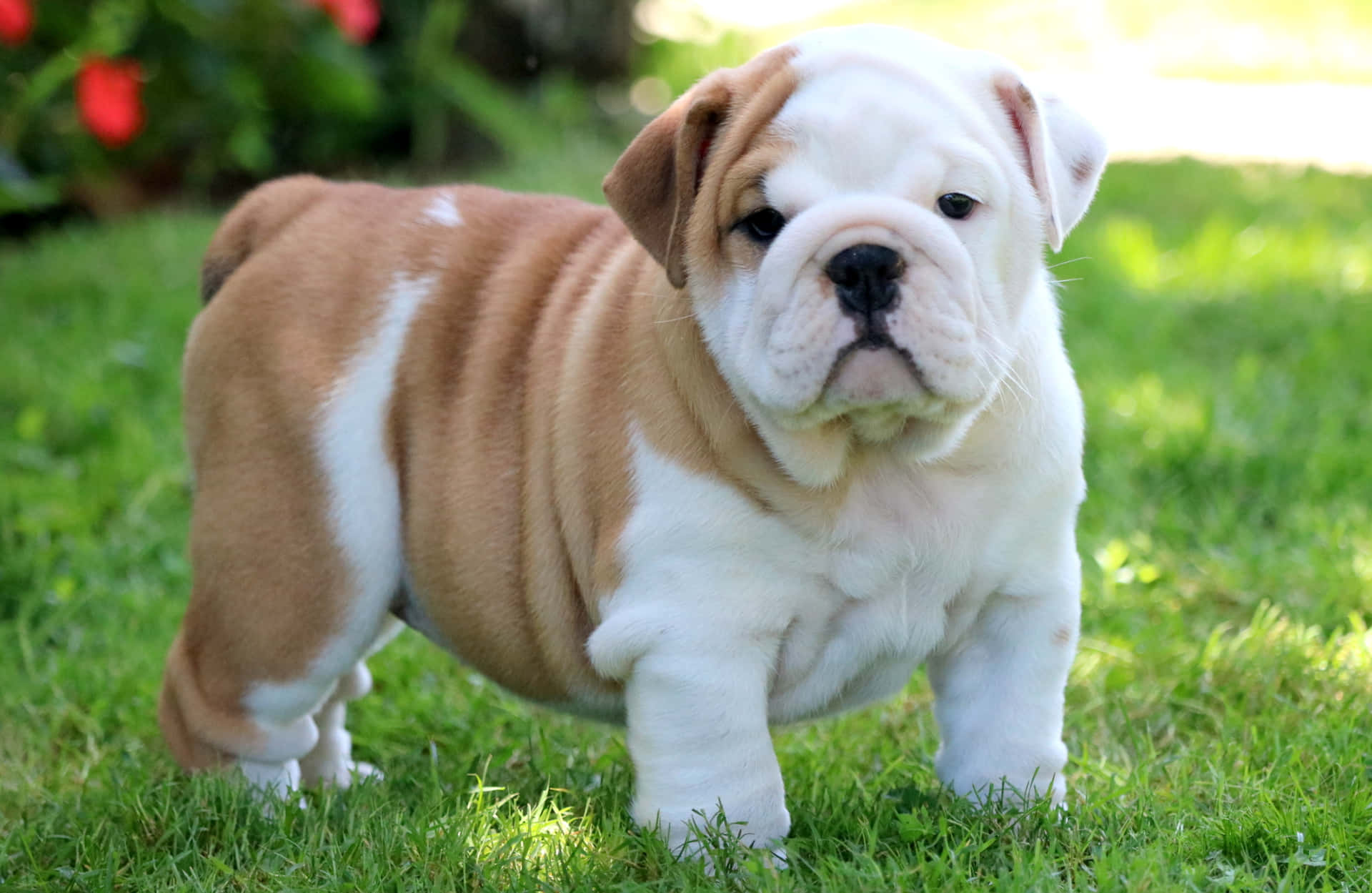 An adorable Bulldog pup looking for a cuddle!