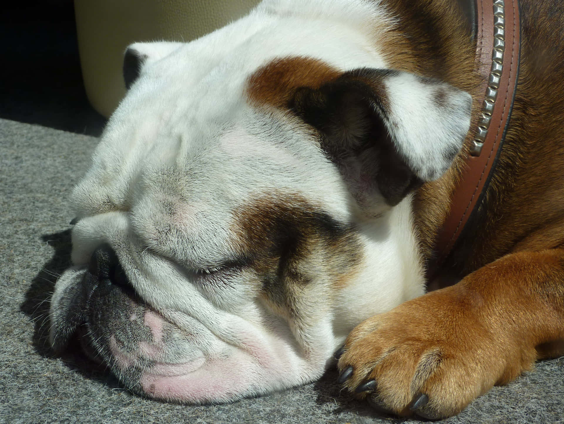Denperfekta Bulldoggen: Lojal Och Hängiven