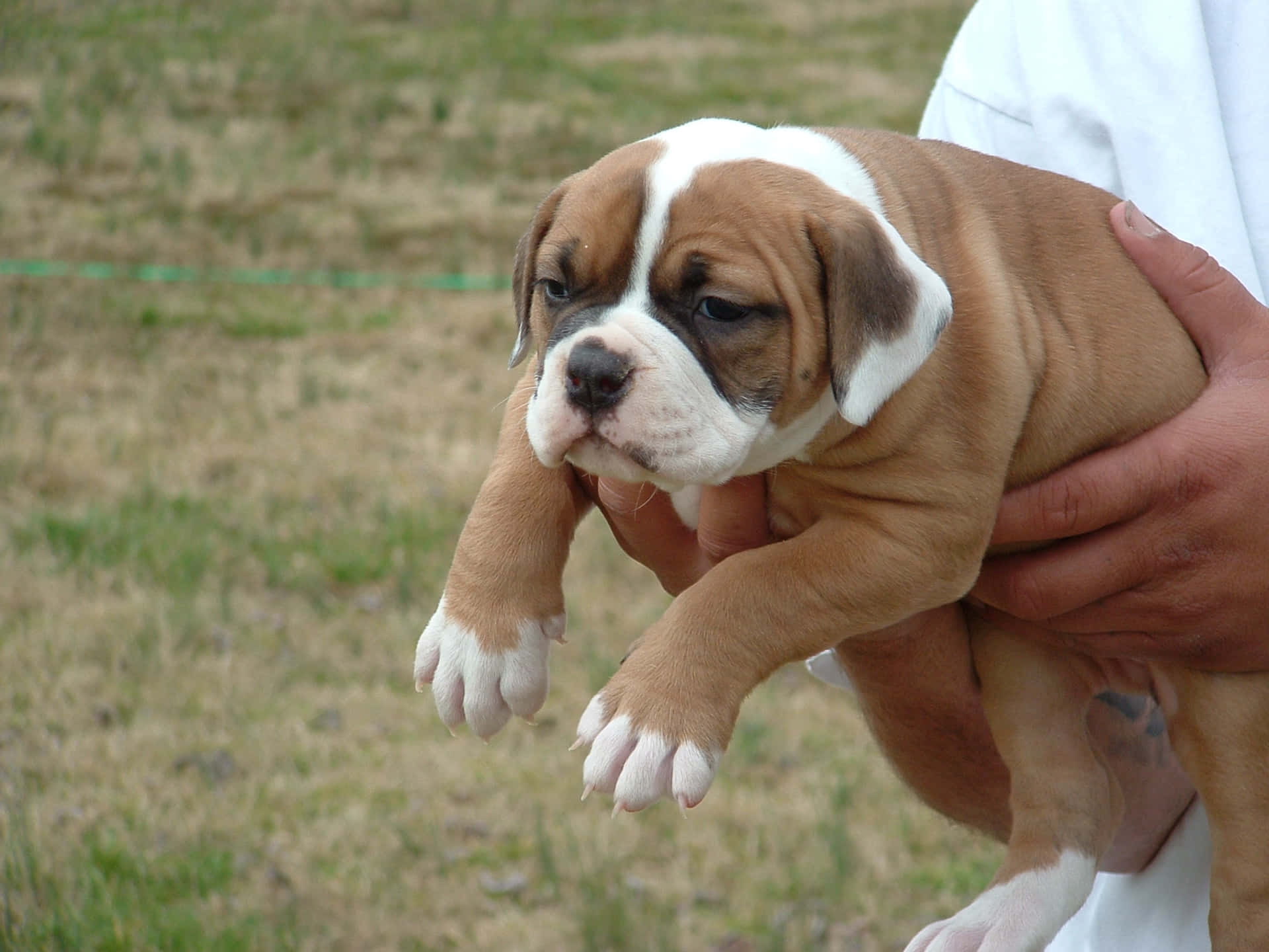 Adorable Bulldog Puppy