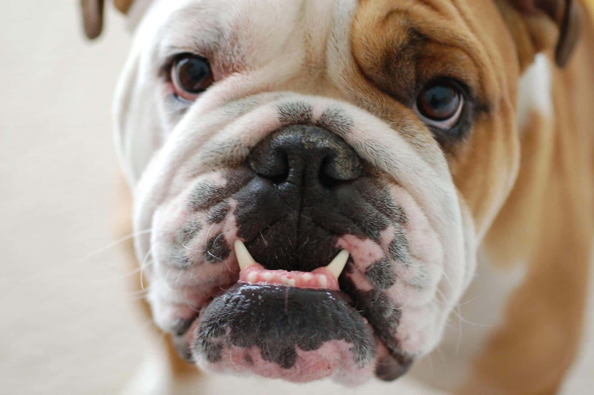 Bulldoghund Mit Zähnen