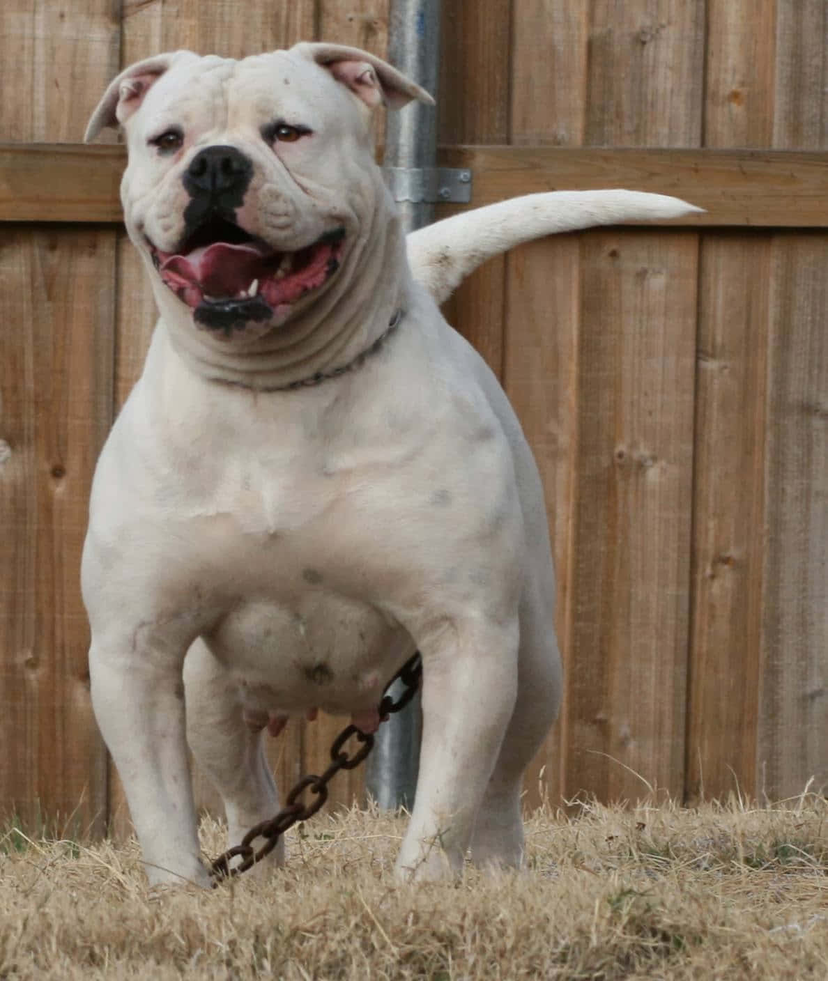 A smiling Bulldog pup