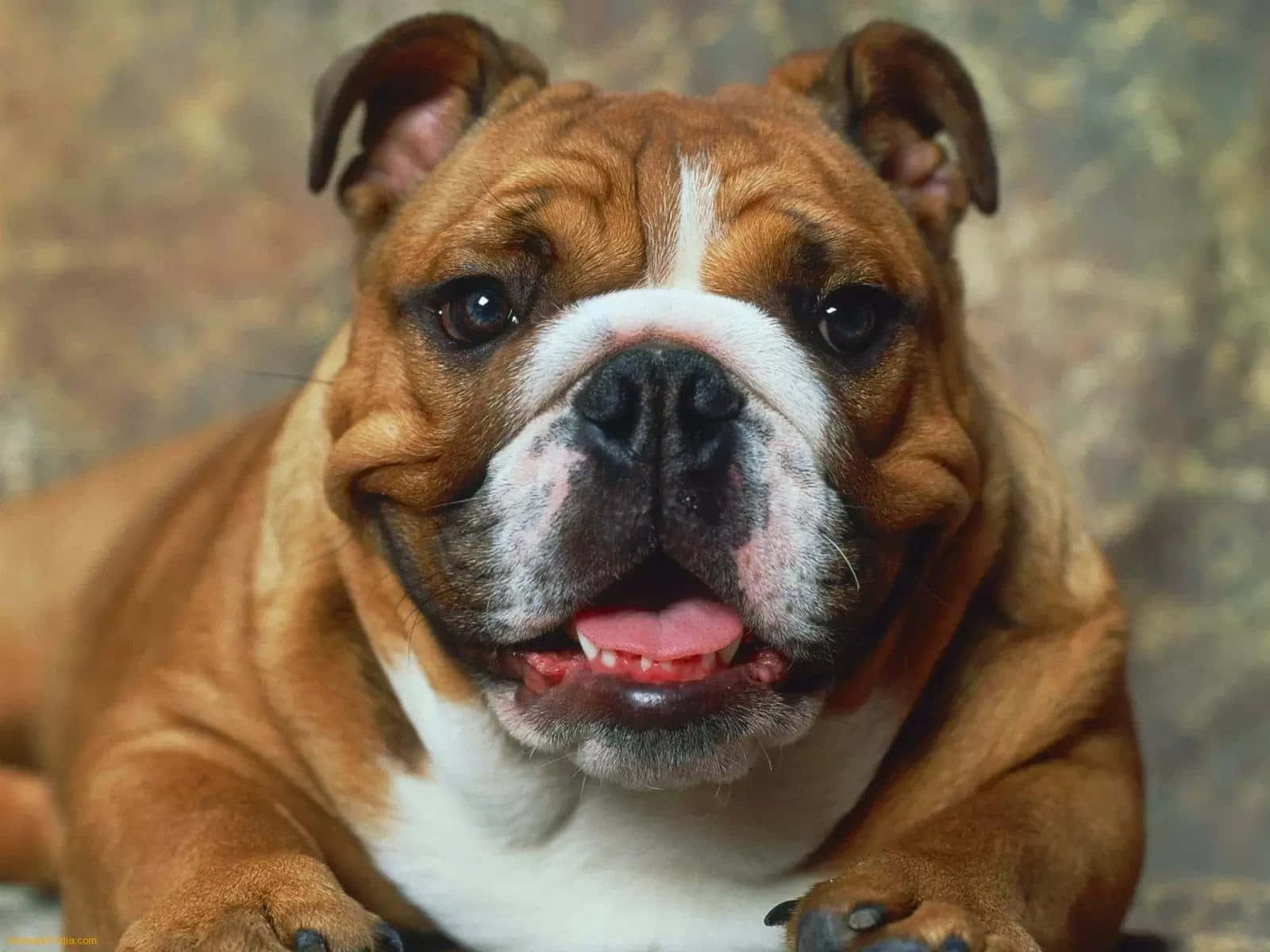 Download A Bulldog Dog Is Laying Down On A Brown Background ...
