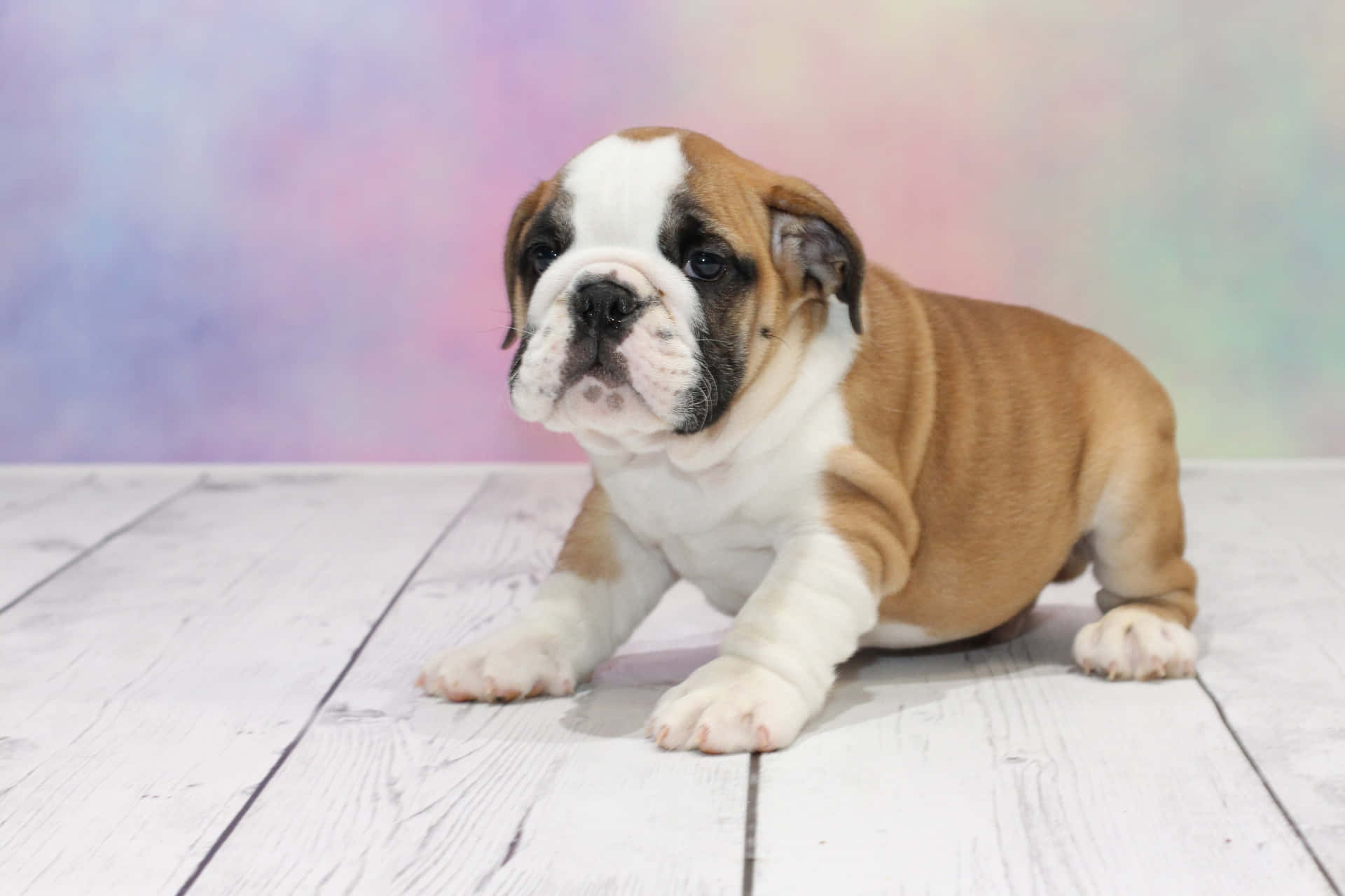 A Small Bulldog Puppy Is Sitting On A White Floor