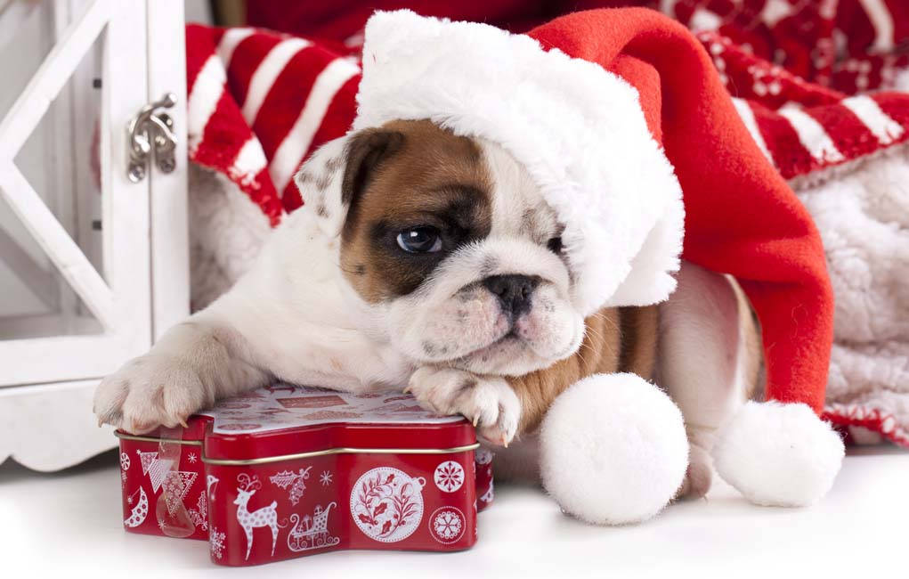 Bulldog Puppy Christmas Present