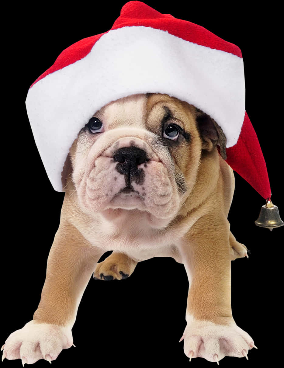 Bulldog Puppyin Santa Hat PNG
