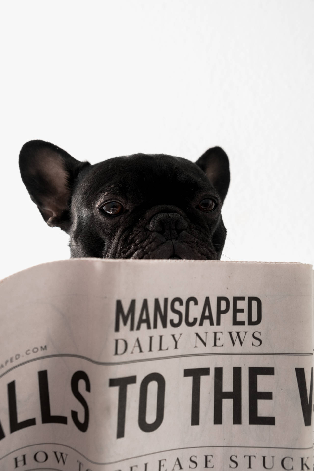 Bulldog Reading A Newspaper Background